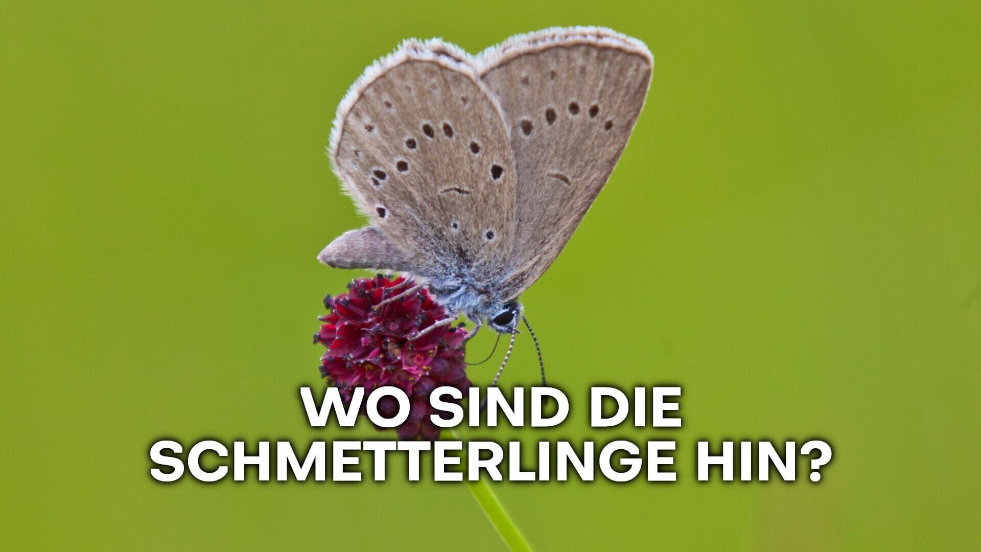 Wo sind die Schmetterlinge hin?