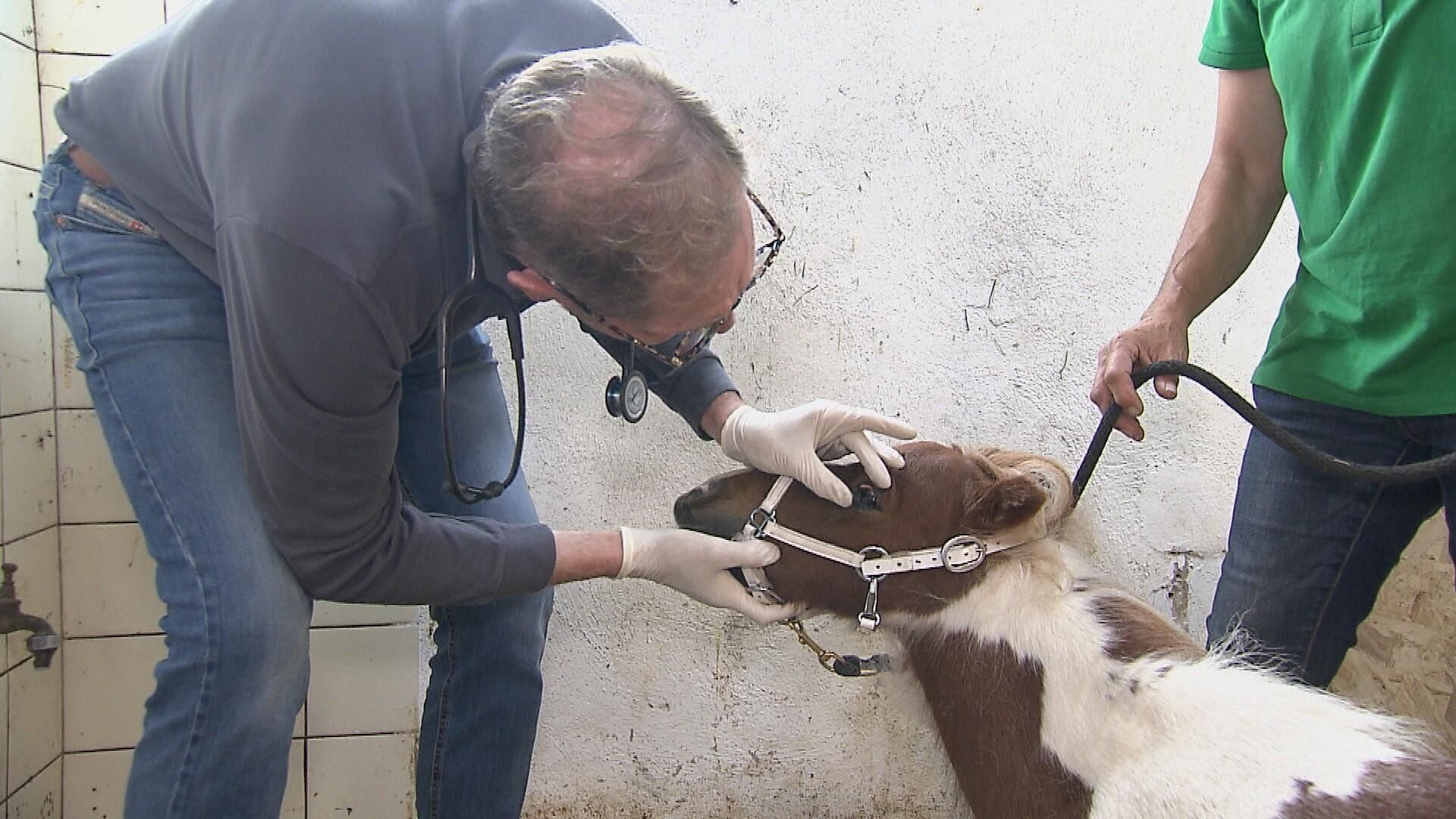 Die Landtierärzte – 24/7 im Einsatz