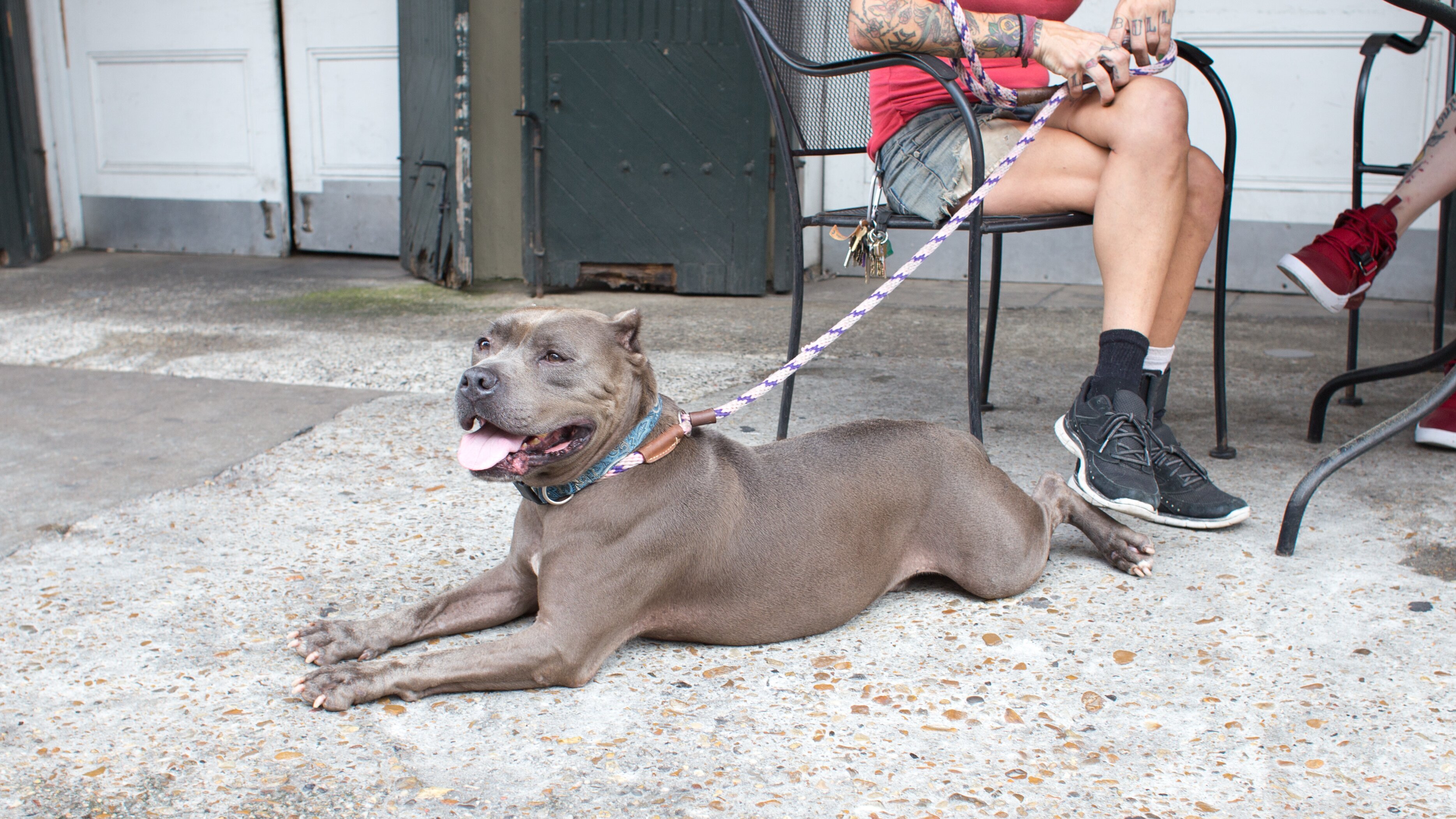 Pitbulls auf Bewährung