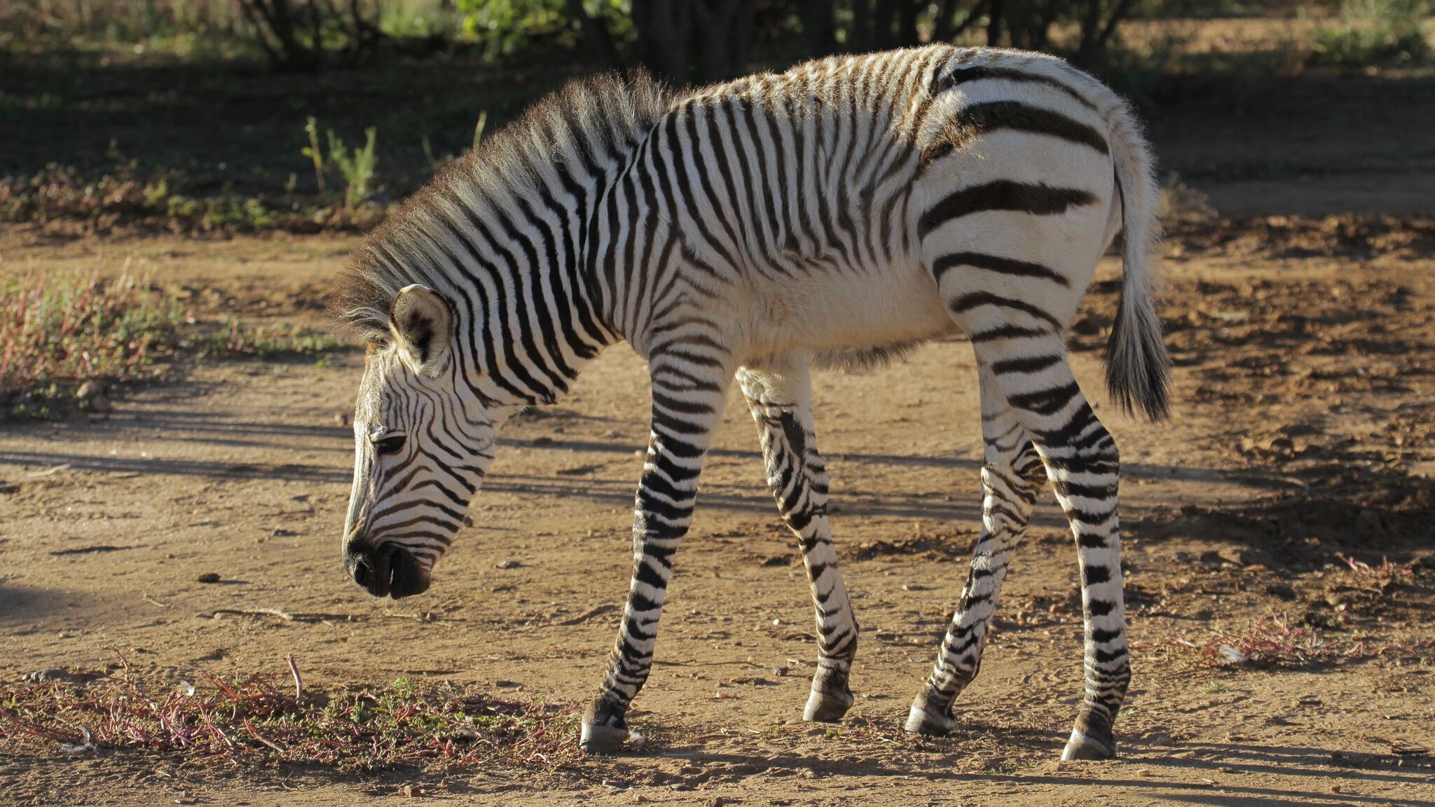 Paula und die wilden Tiere