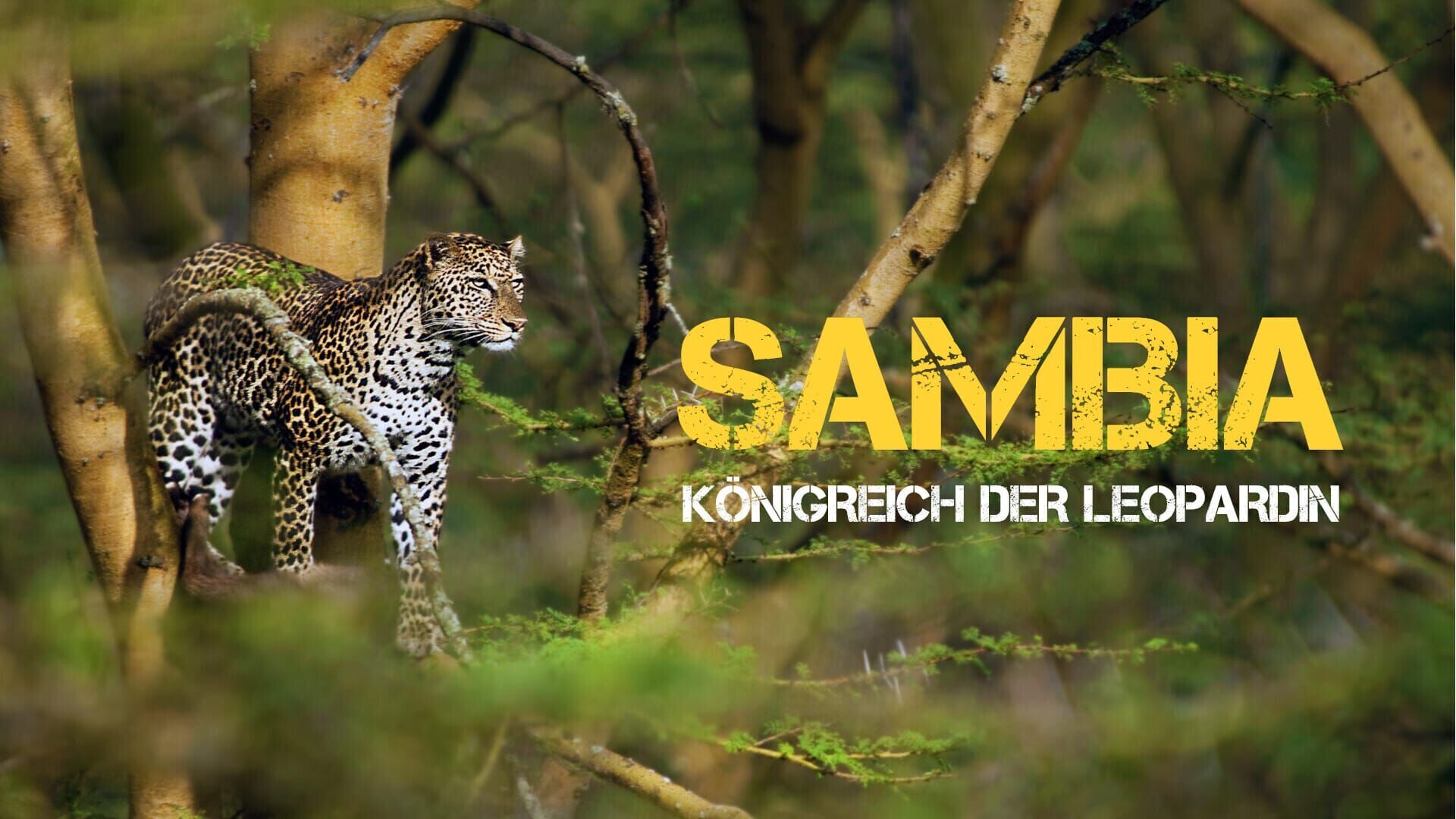 Sambia – Königreich einer Leopardin