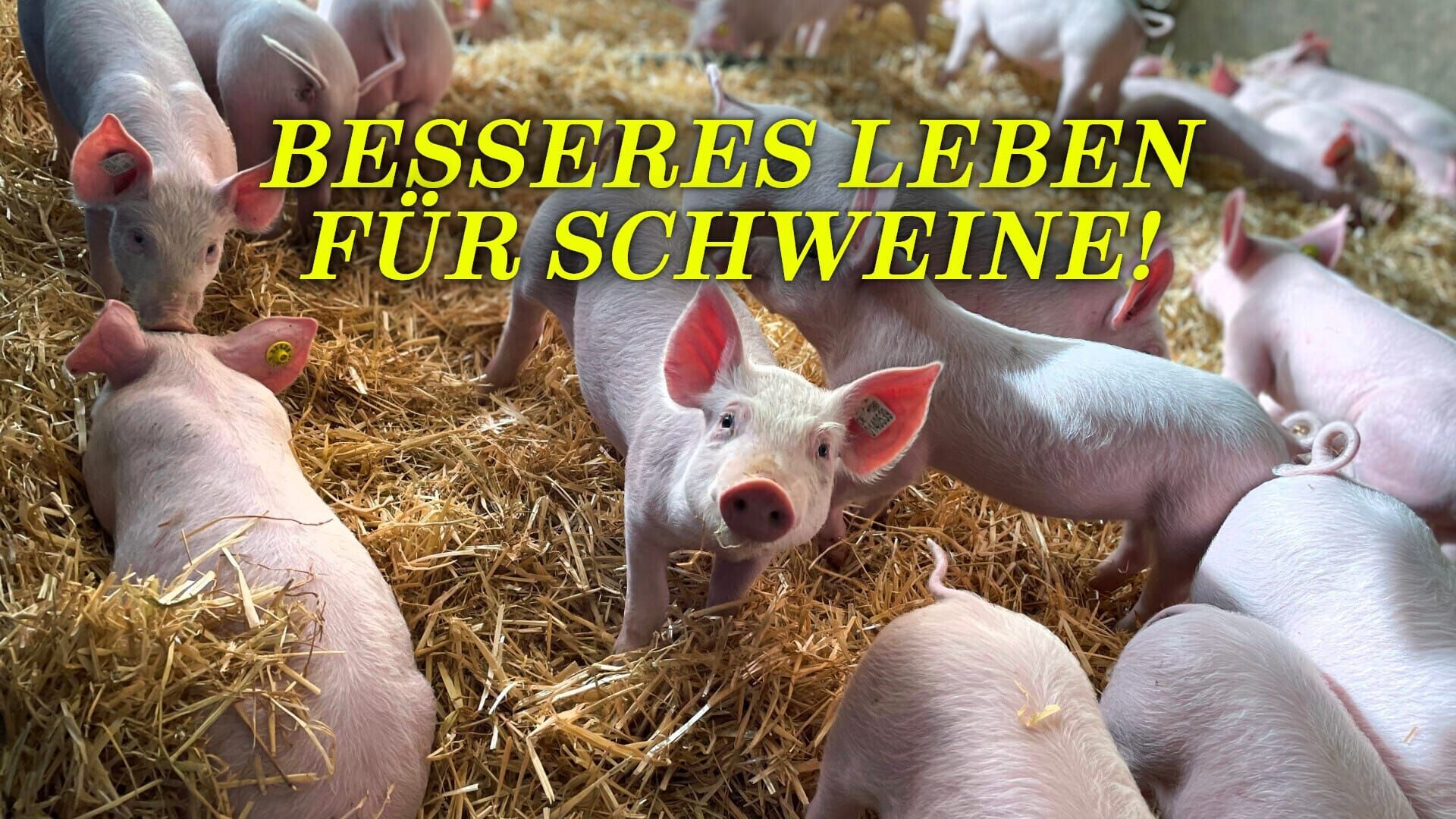 Besseres Leben für Schweine!