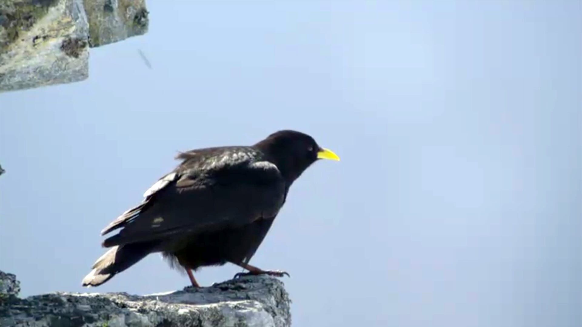 Vögel im Hochgebirge