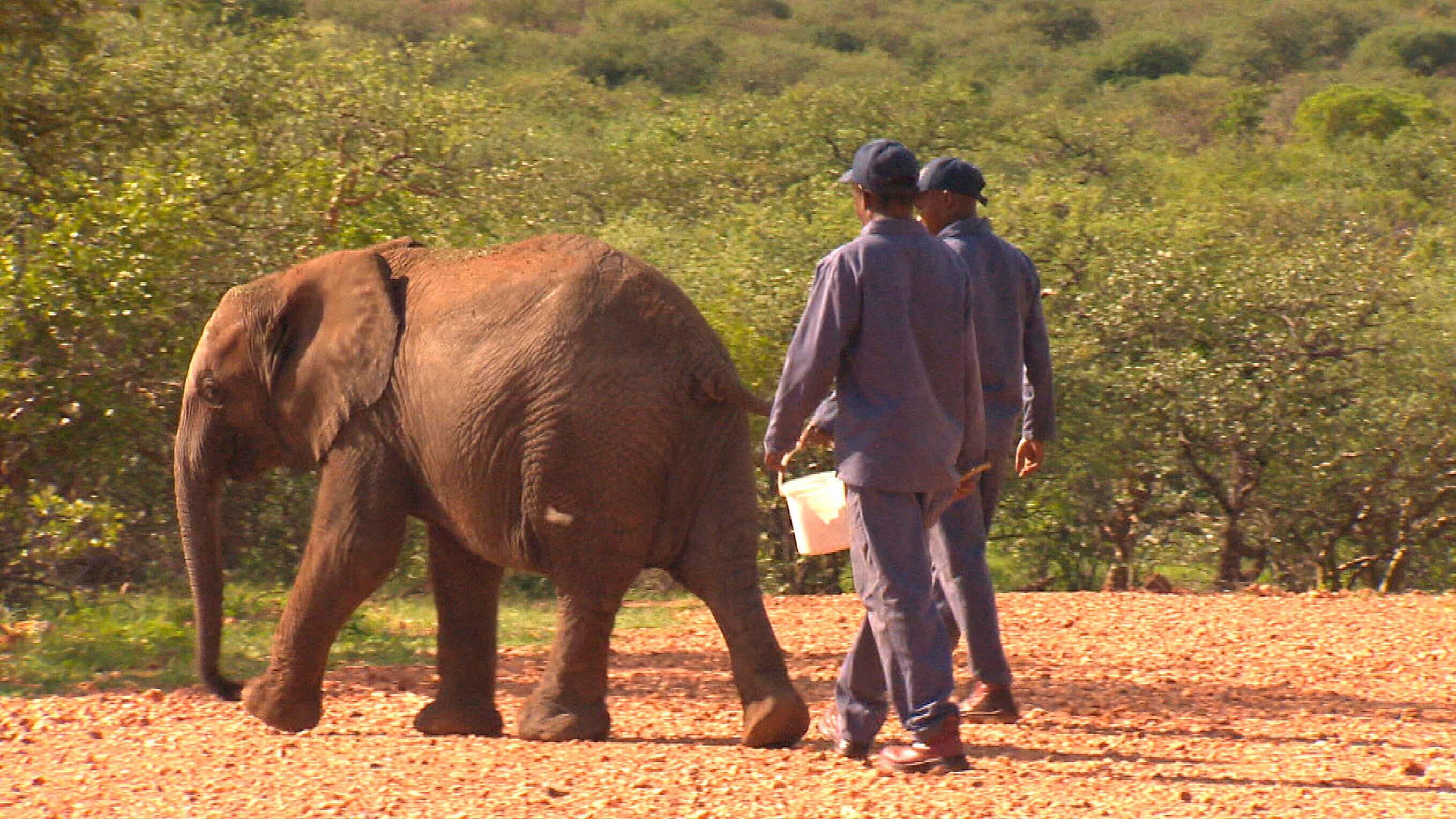 Das Waisenhaus für wilde Tiere – Abenteuer Afrika