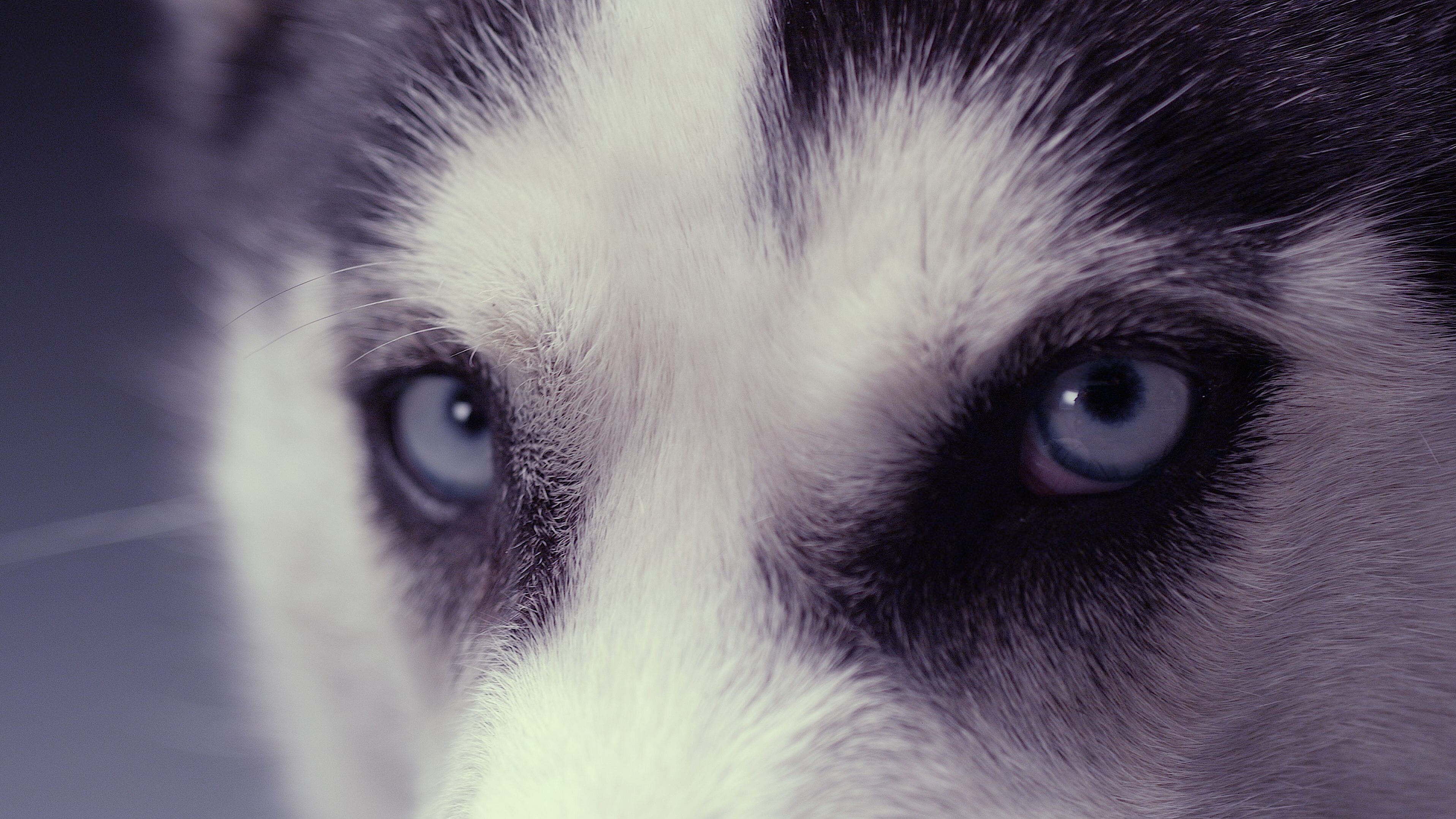 Die geheime Welt der Hunde