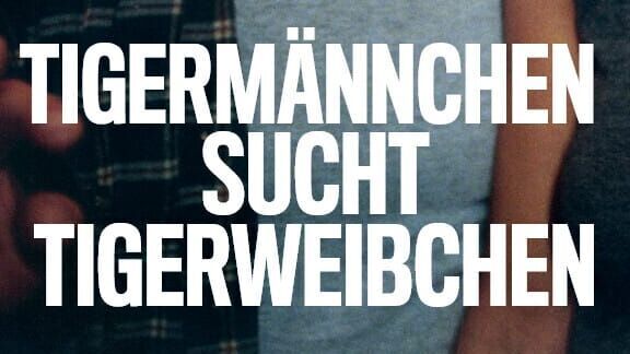Tigermännchen sucht Tigerweibchen