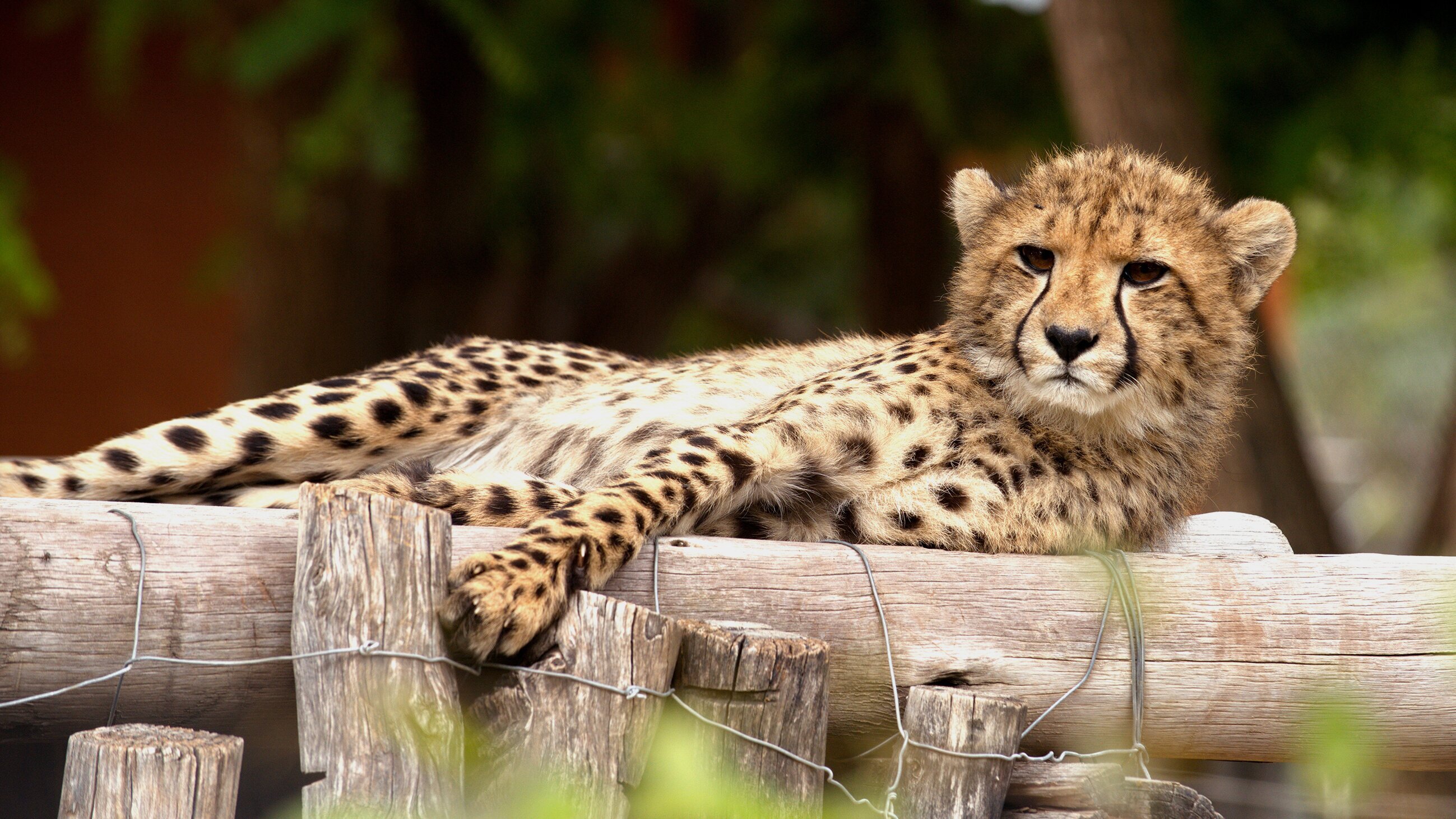 Das Waisenhaus für wilde Tiere – Abenteuer Afrika