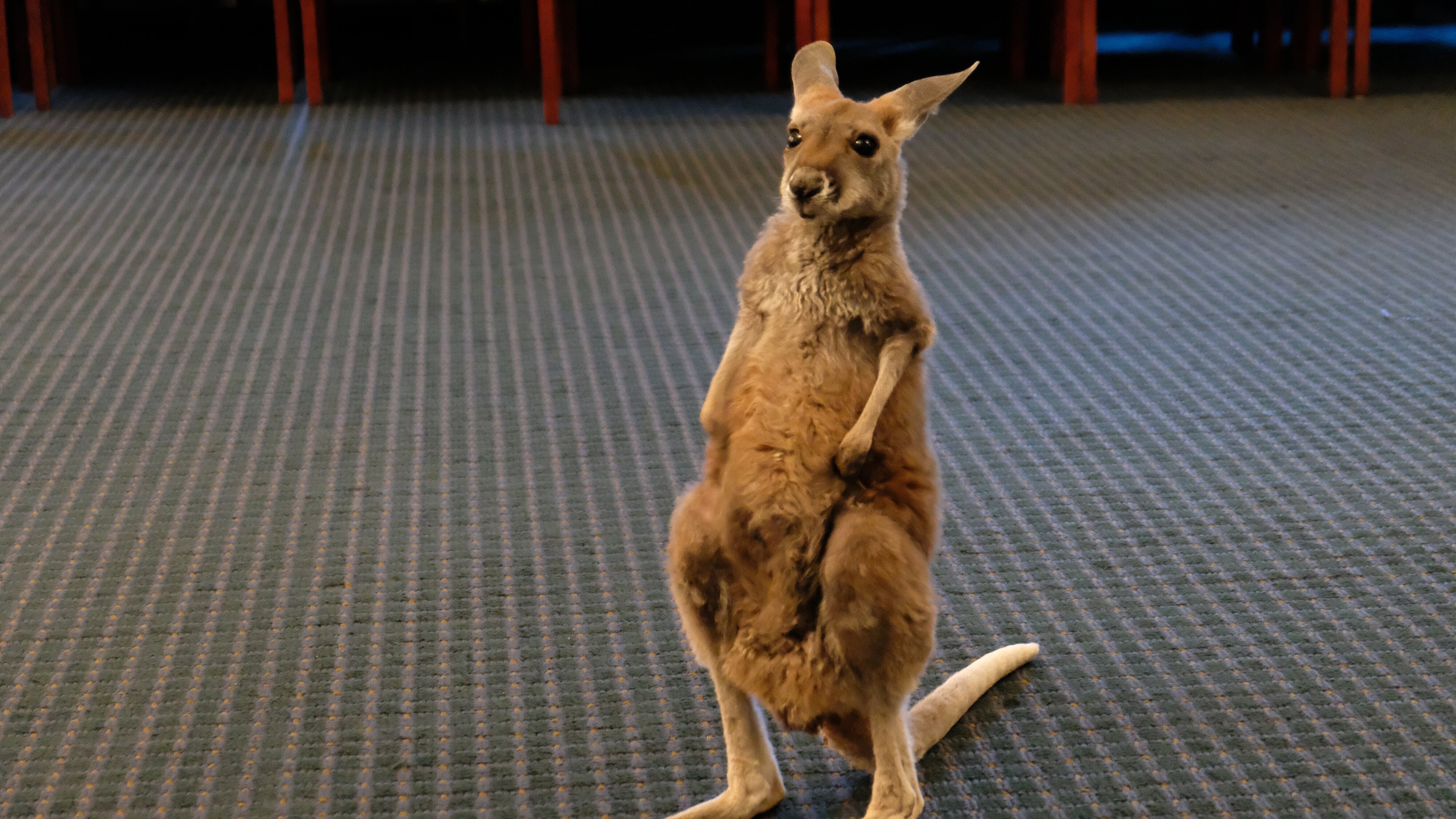 Bronx Zoo – Tierpark der Superlative
