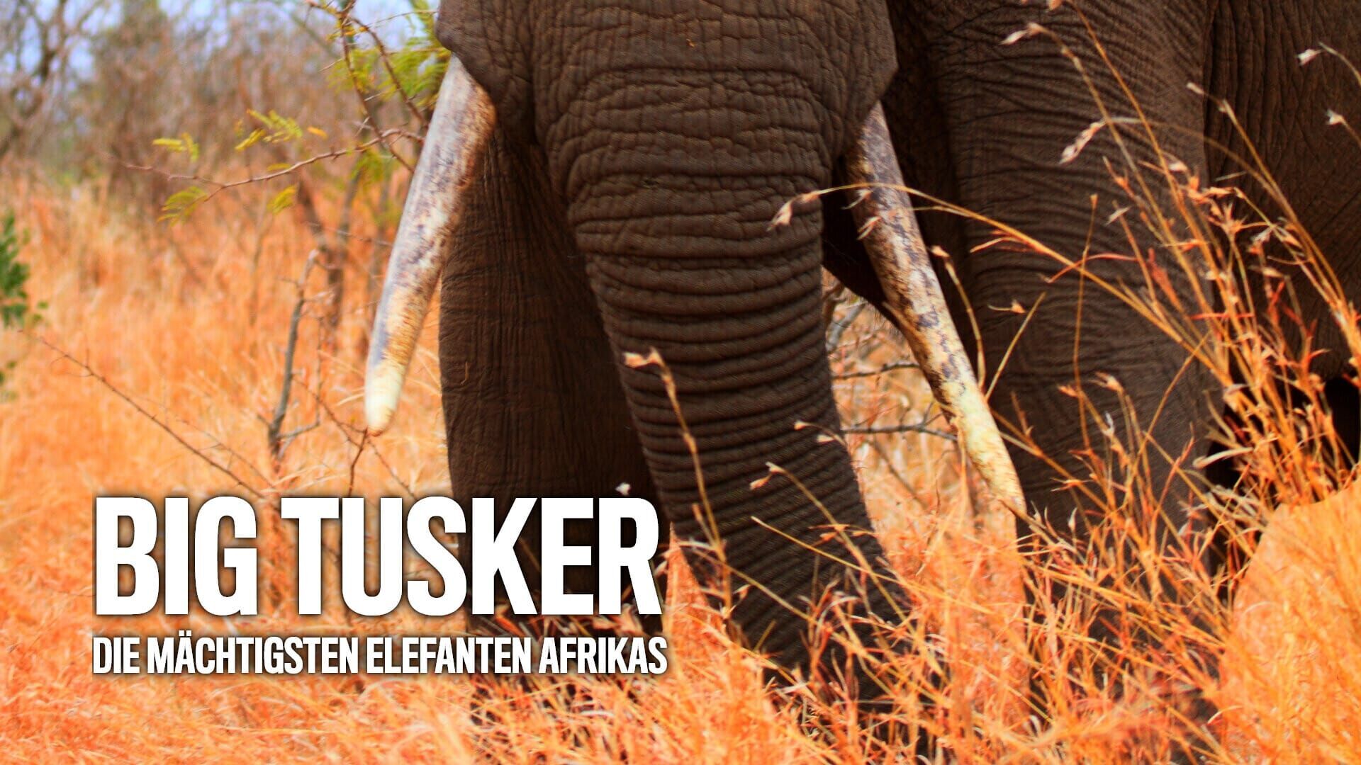Big Tusker – die mächtigsten Elefanten Afrikas