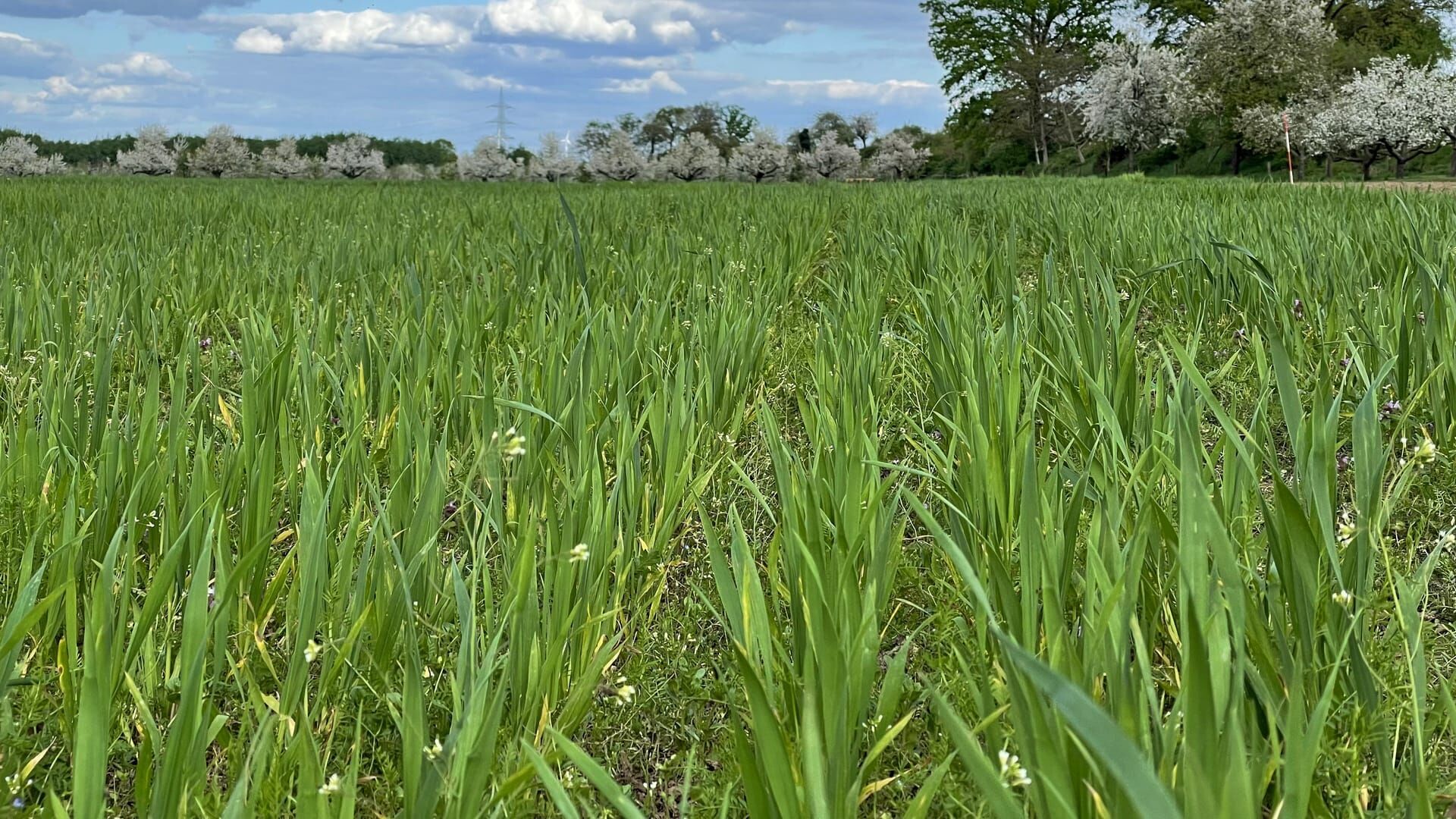 Der Bio-Boom – 100 Jahre ökologische Landwirtschaft