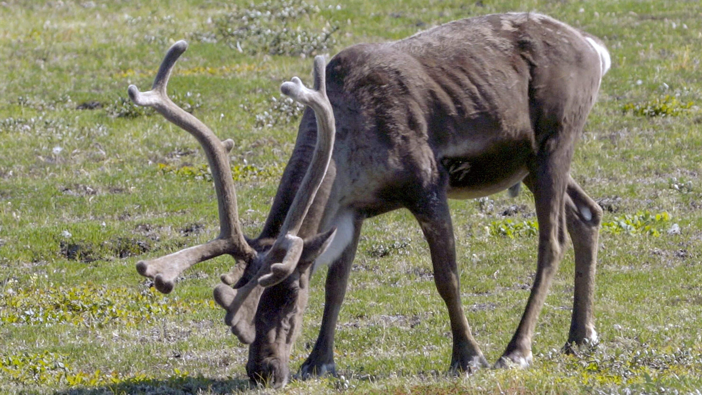 Kanadas Nationalparks