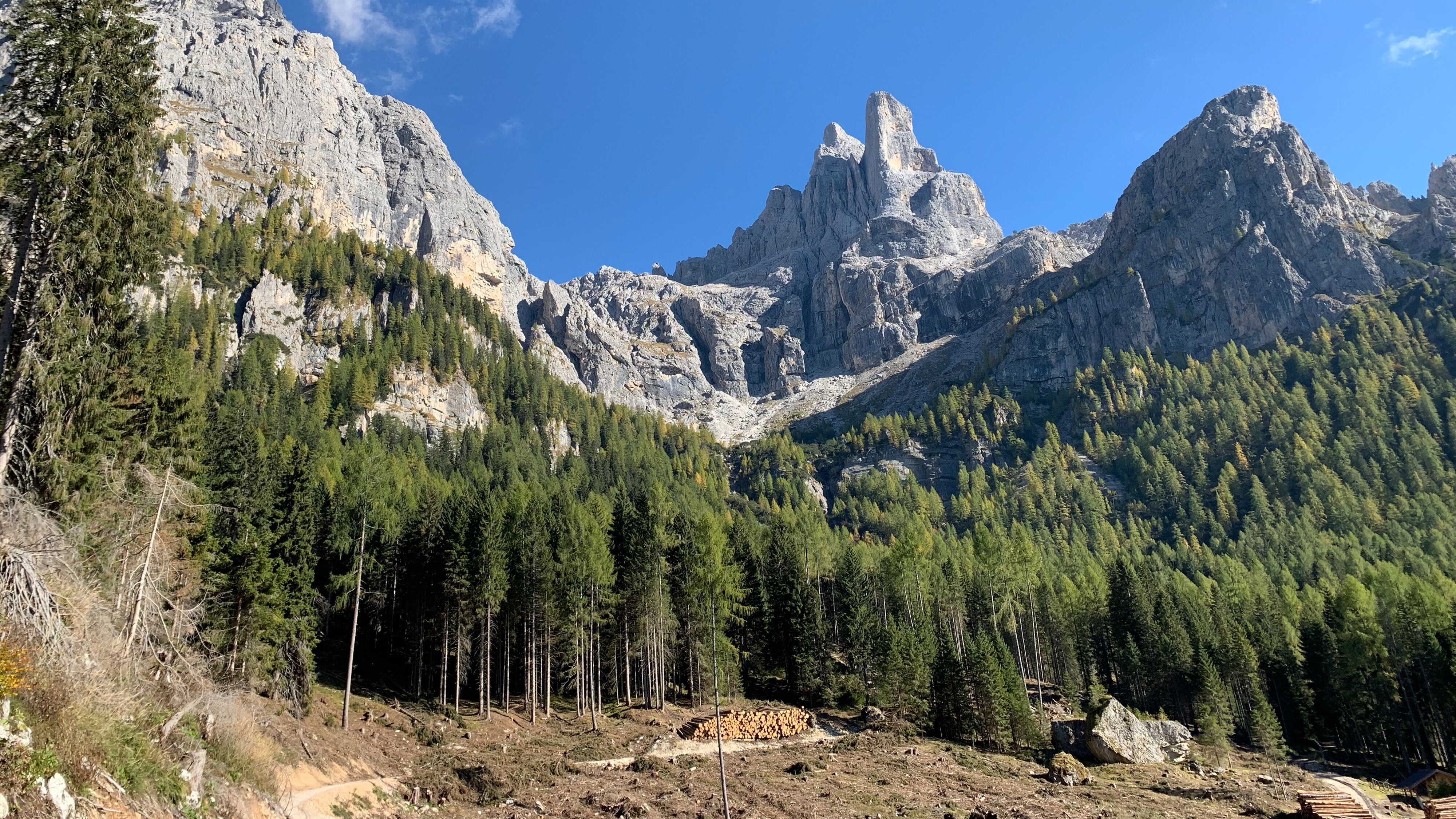 Undercut – Stämme, Schweiß und Sägespäne