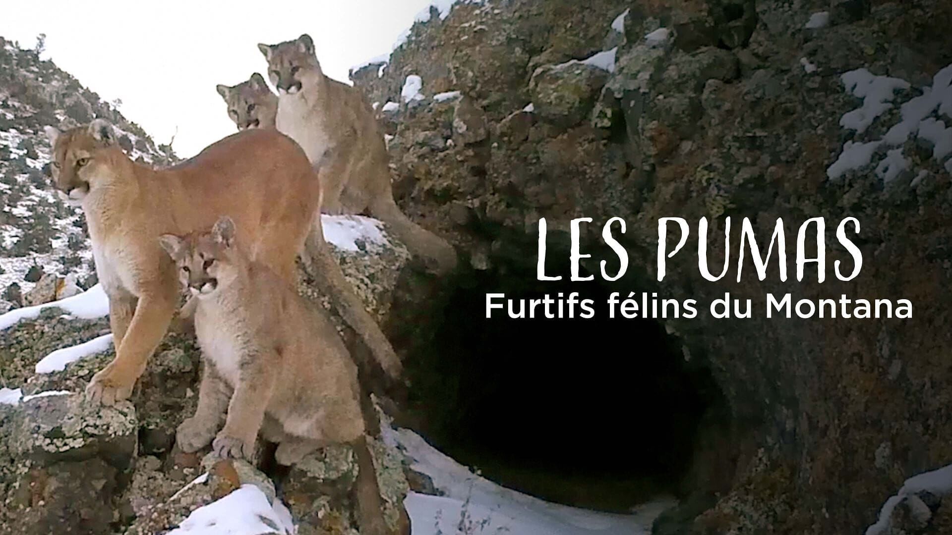 Pumas – Wild im Westen der USA