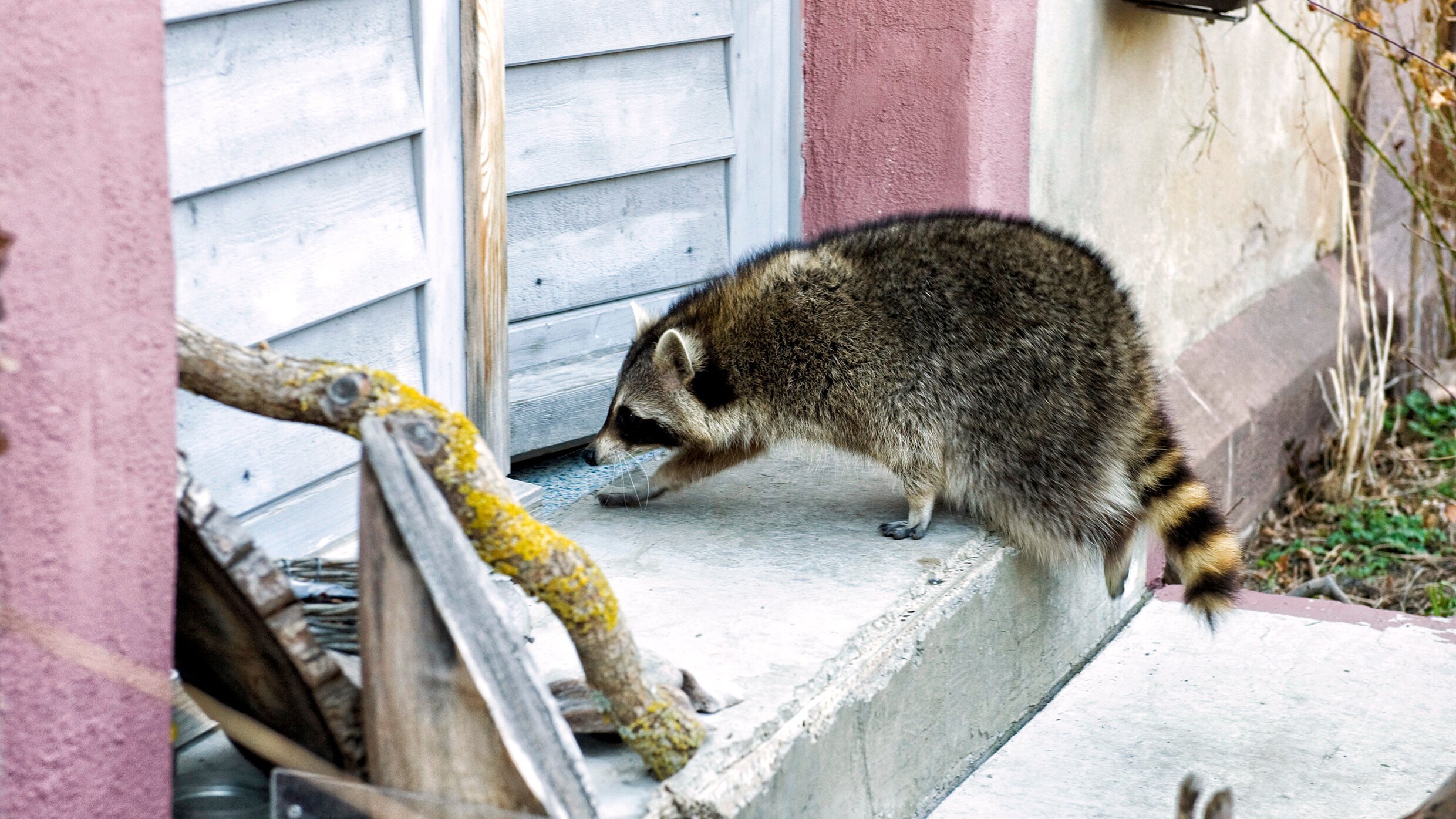 Tiere bis unters Dach