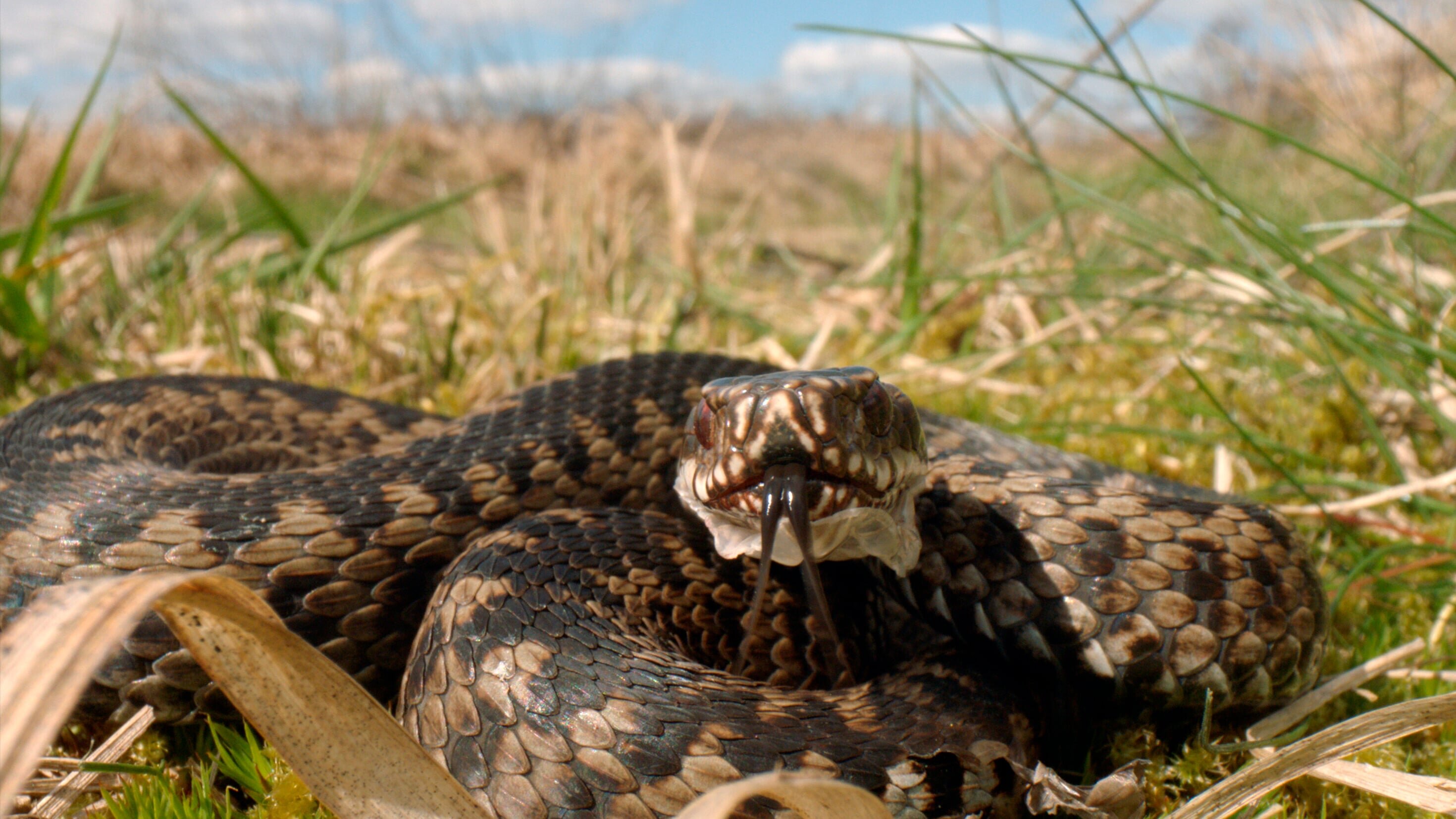 Tierisches Hamburg – Natur in der Millionenstadt