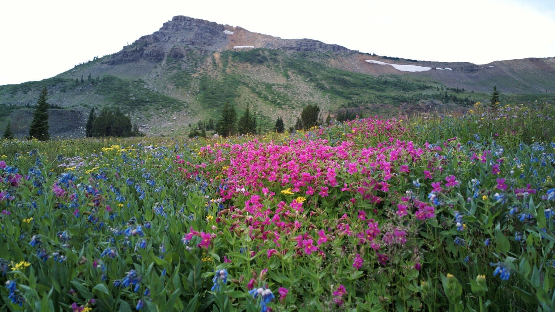 Yellowstone Nationalpark