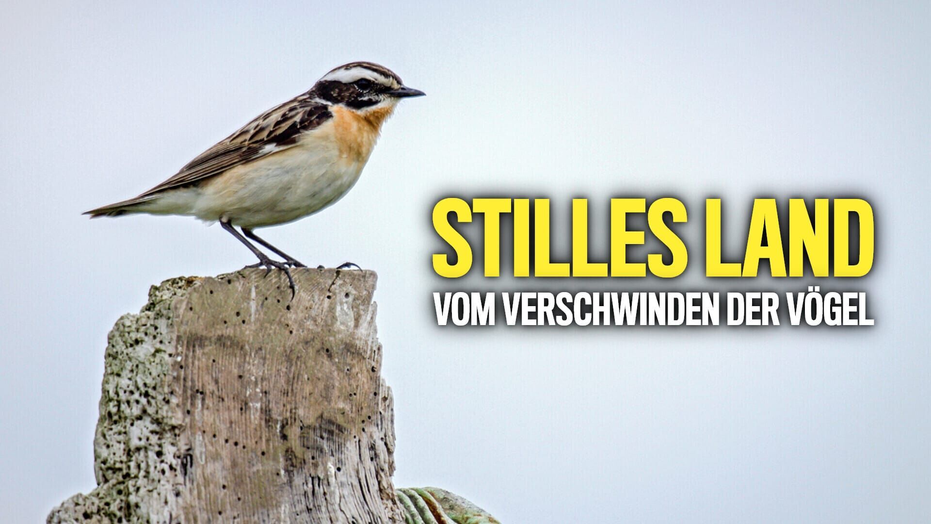 Stilles Land – Vom Verschwinden der Vögel