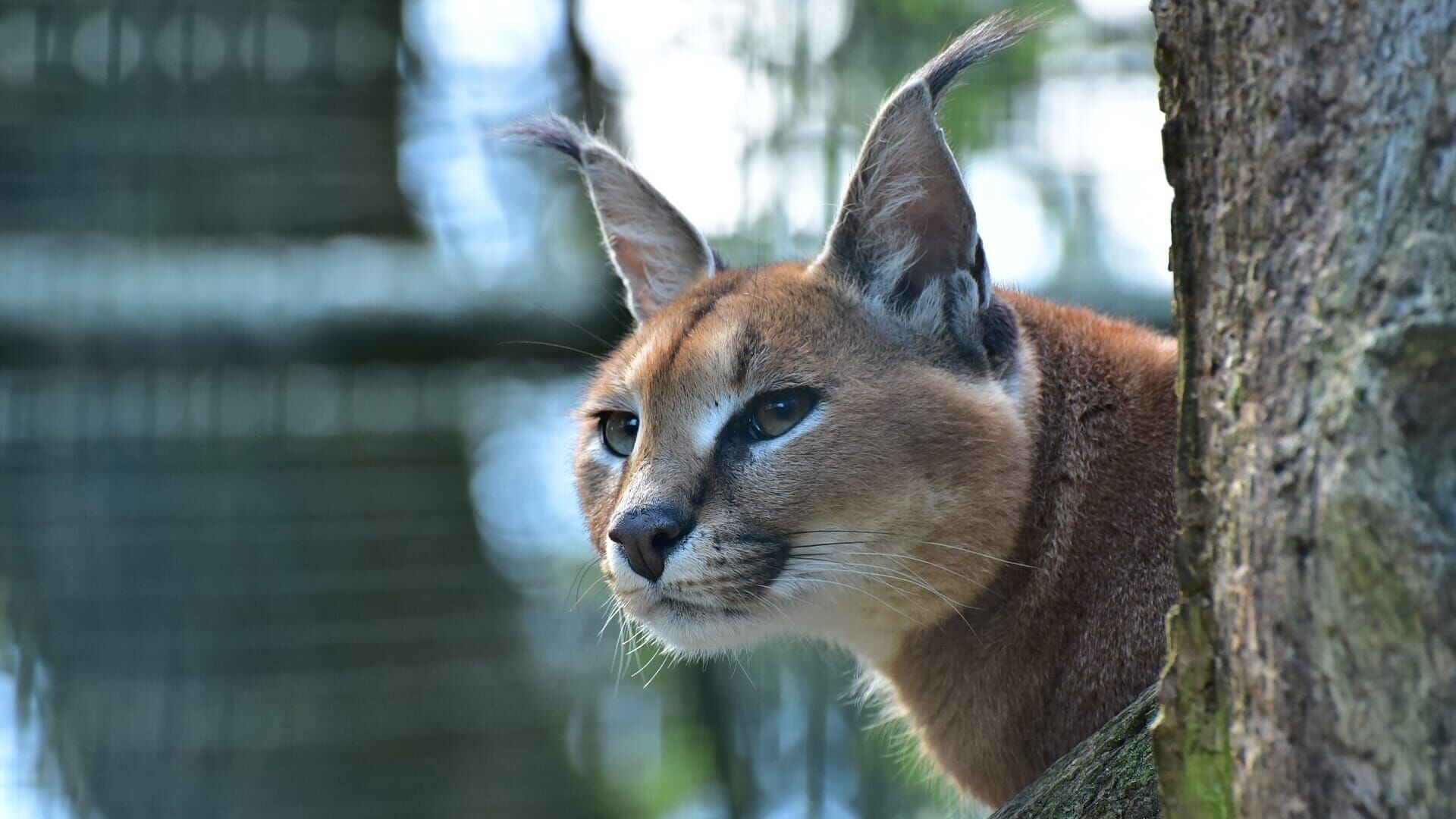 Das Waisenhaus für wilde Tiere