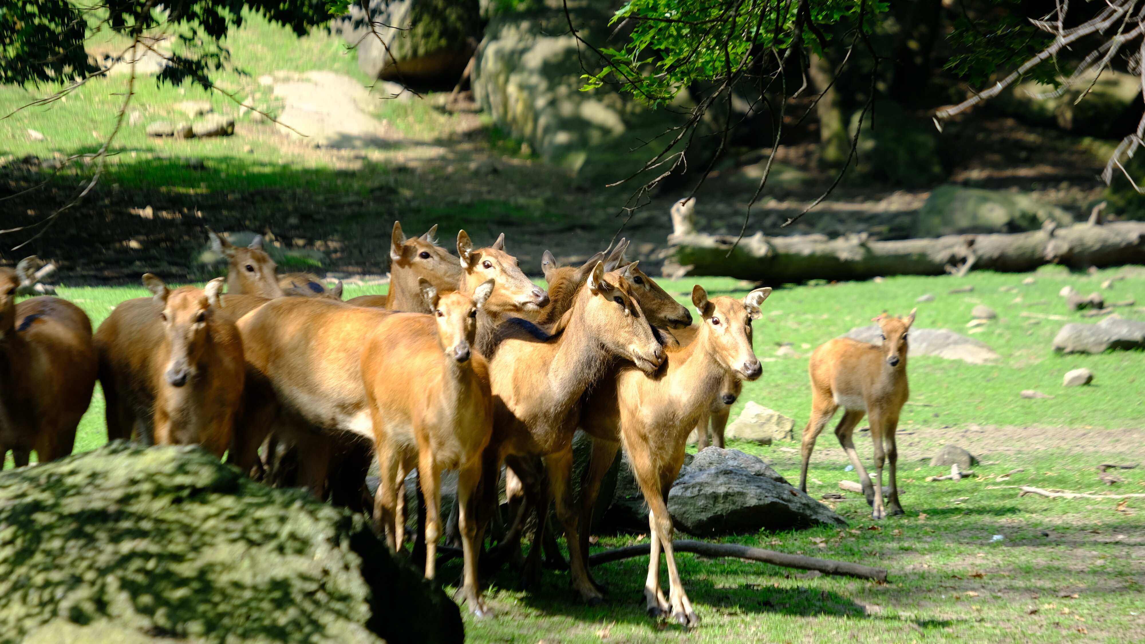 Bronx Zoo – Tierpark der Superlative