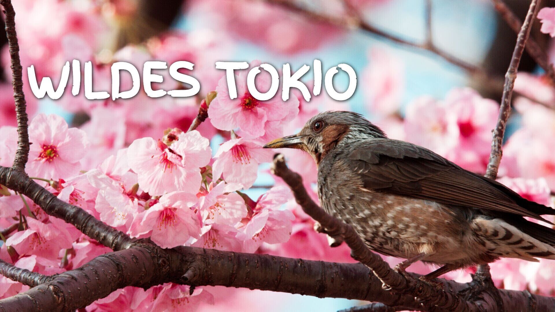 Wildes Tokio