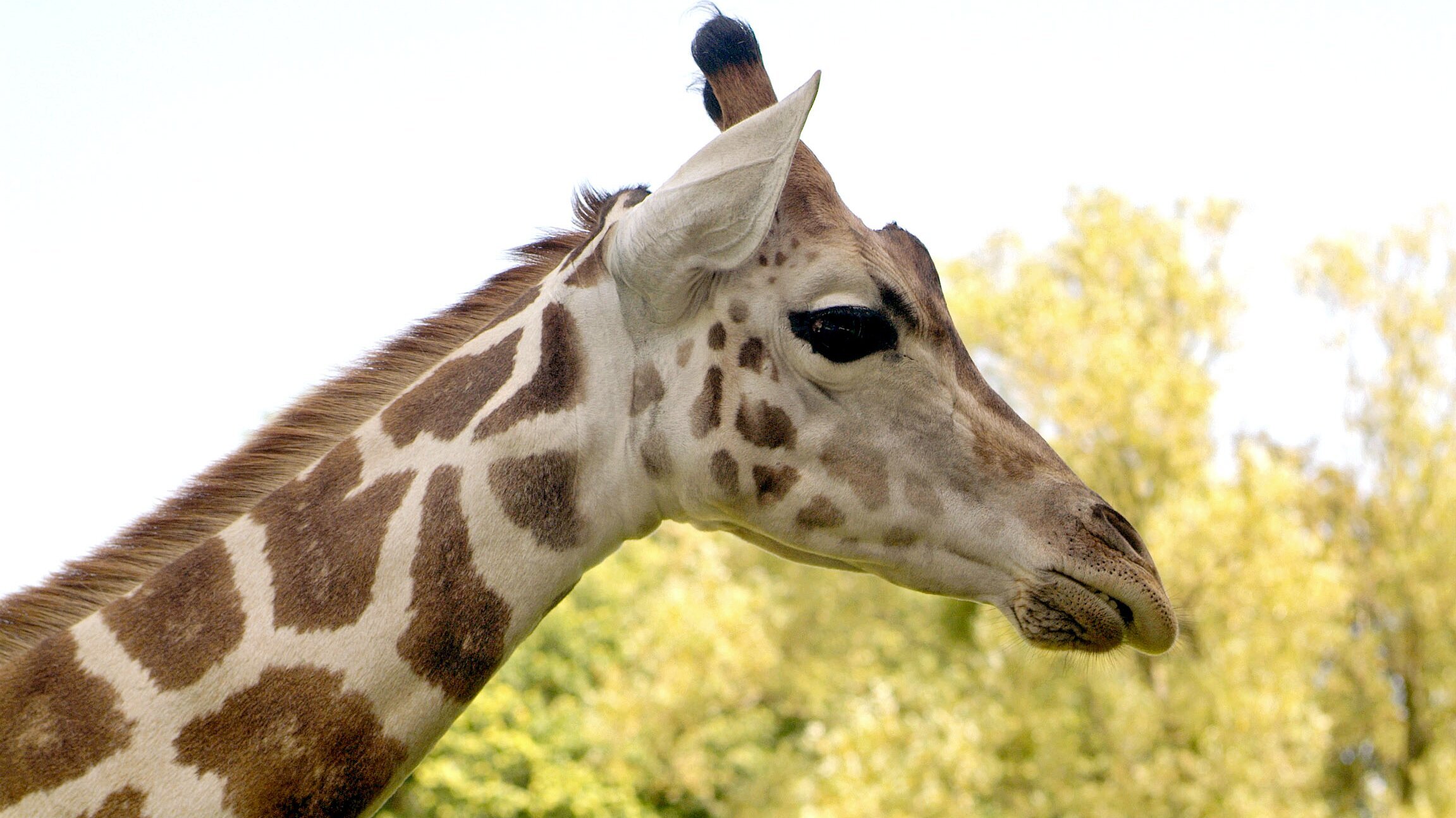 Giraffe, Erdmännchen & Co.