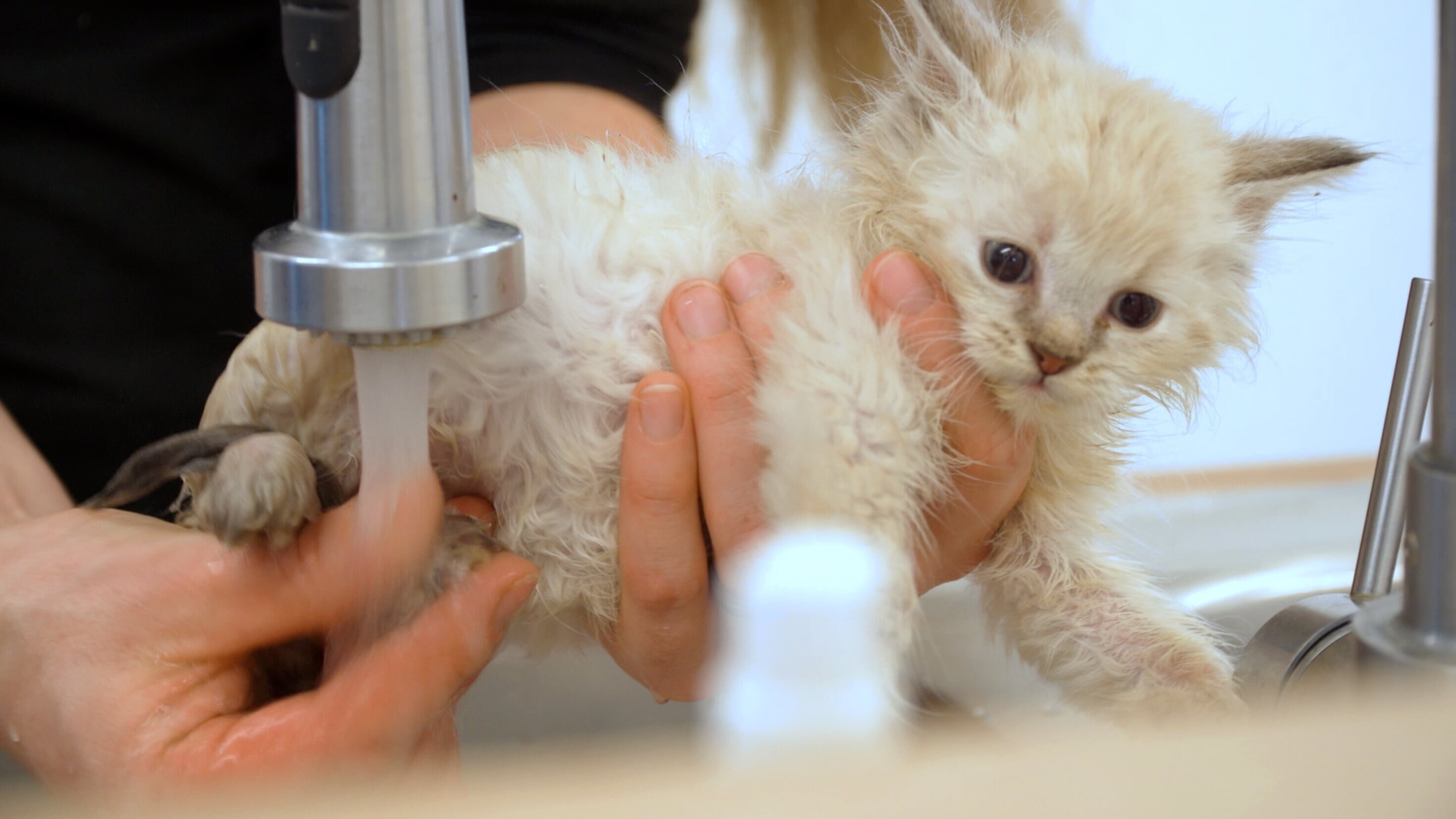 Hallo Tierheim! – Die große Katzenwäsche