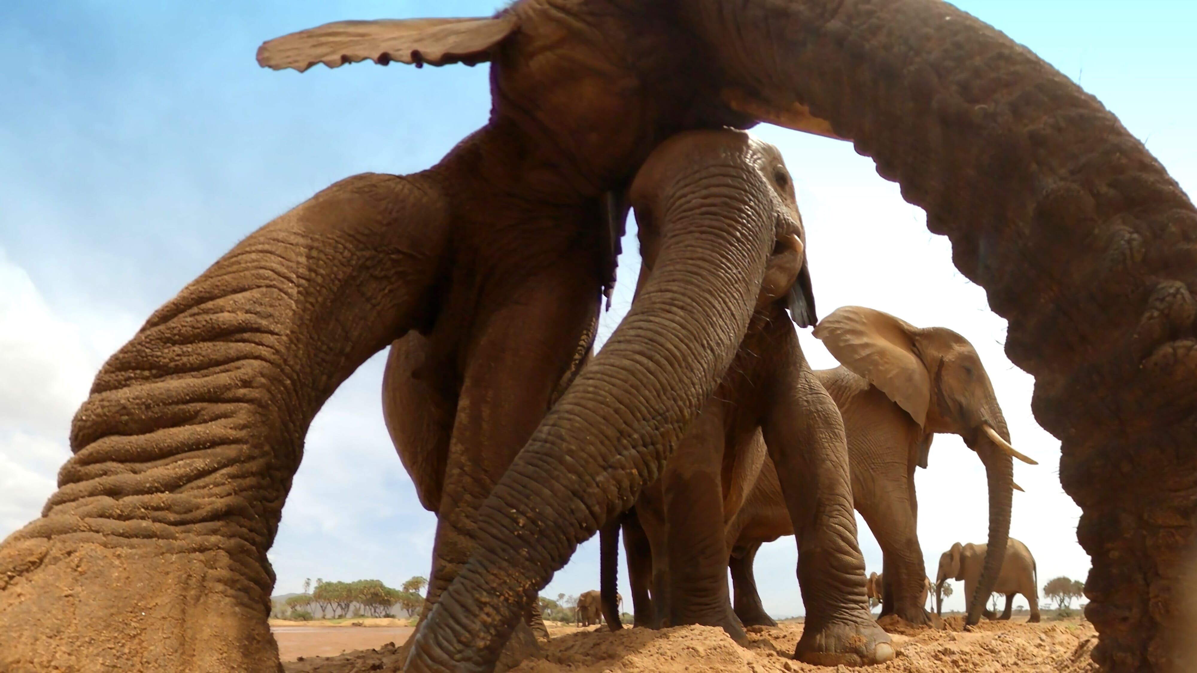 Serengeti – Wilde Geschichten aus der Savanne