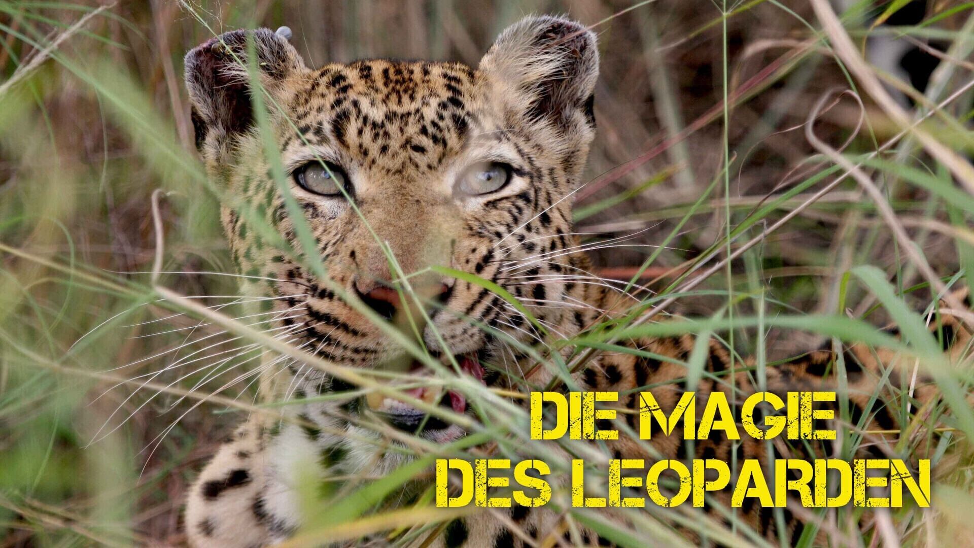 Die Magie des Leoparden