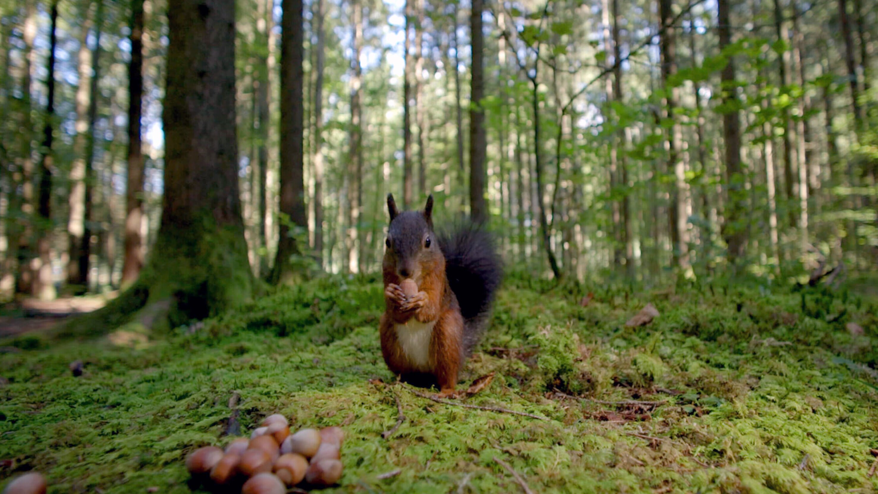 Unsere Wälder