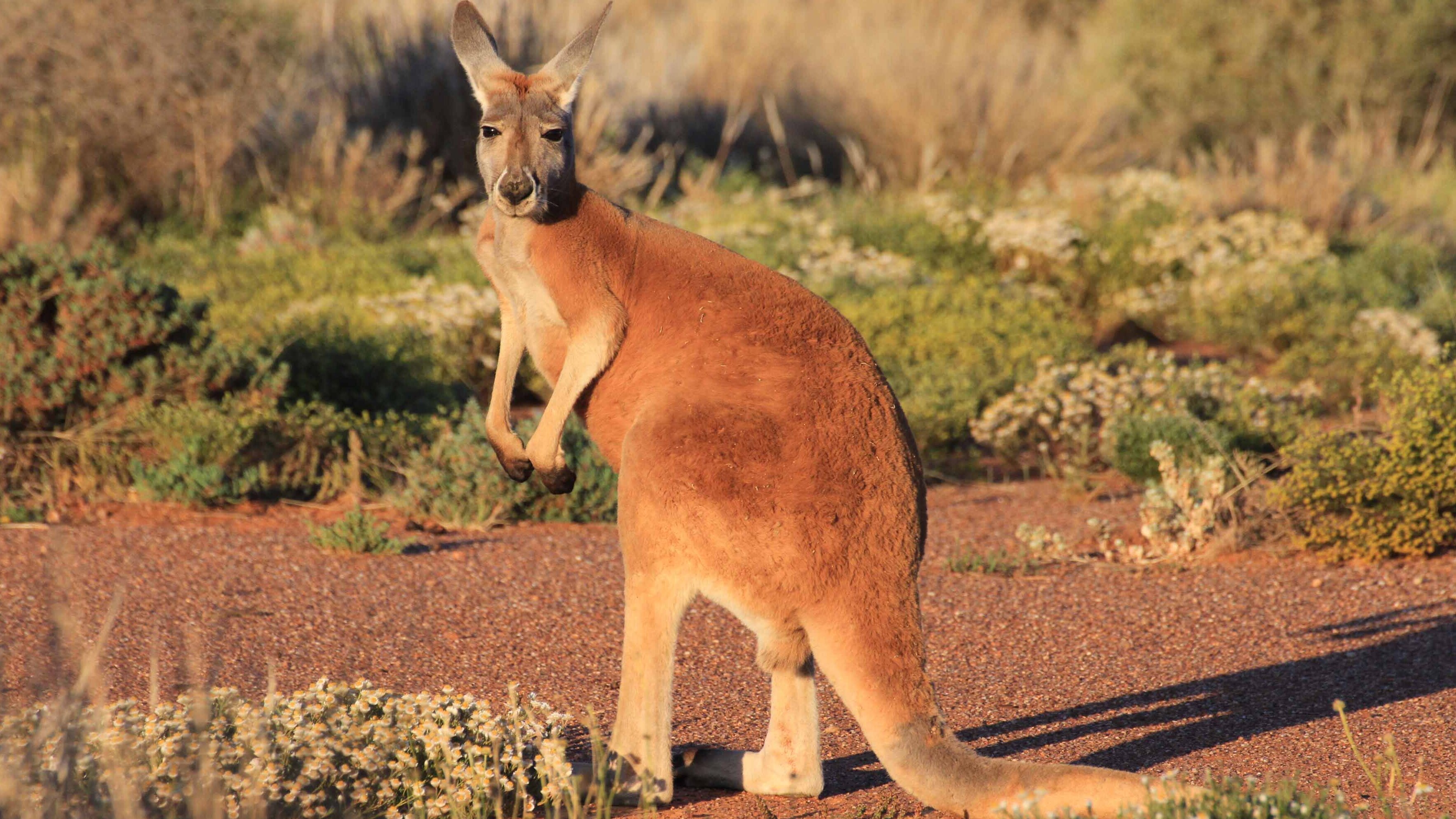 Australien – Im Reich der Riesenkängurus