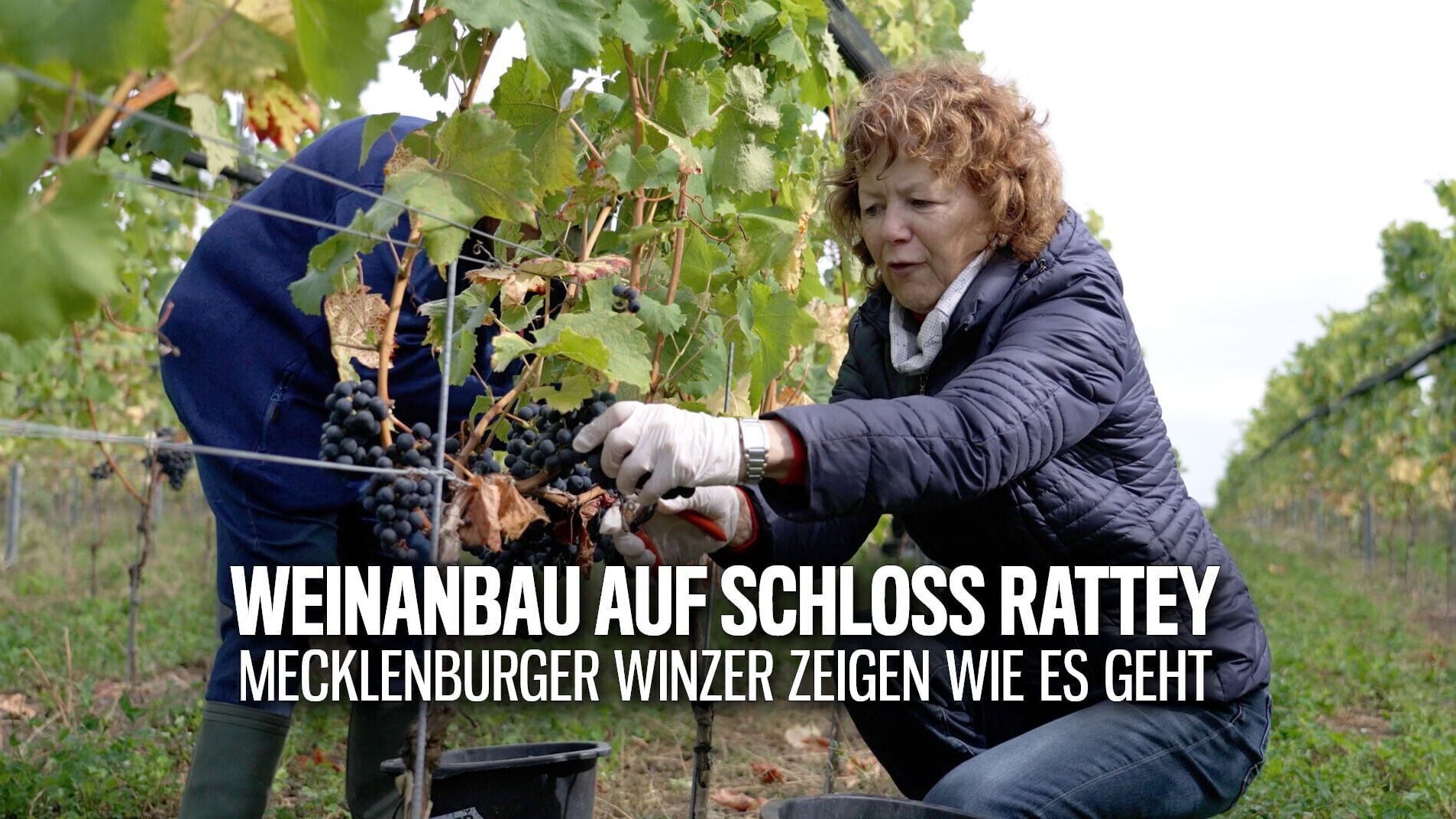 Die Nordreportage: Weinanbau auf Schloss Rattey