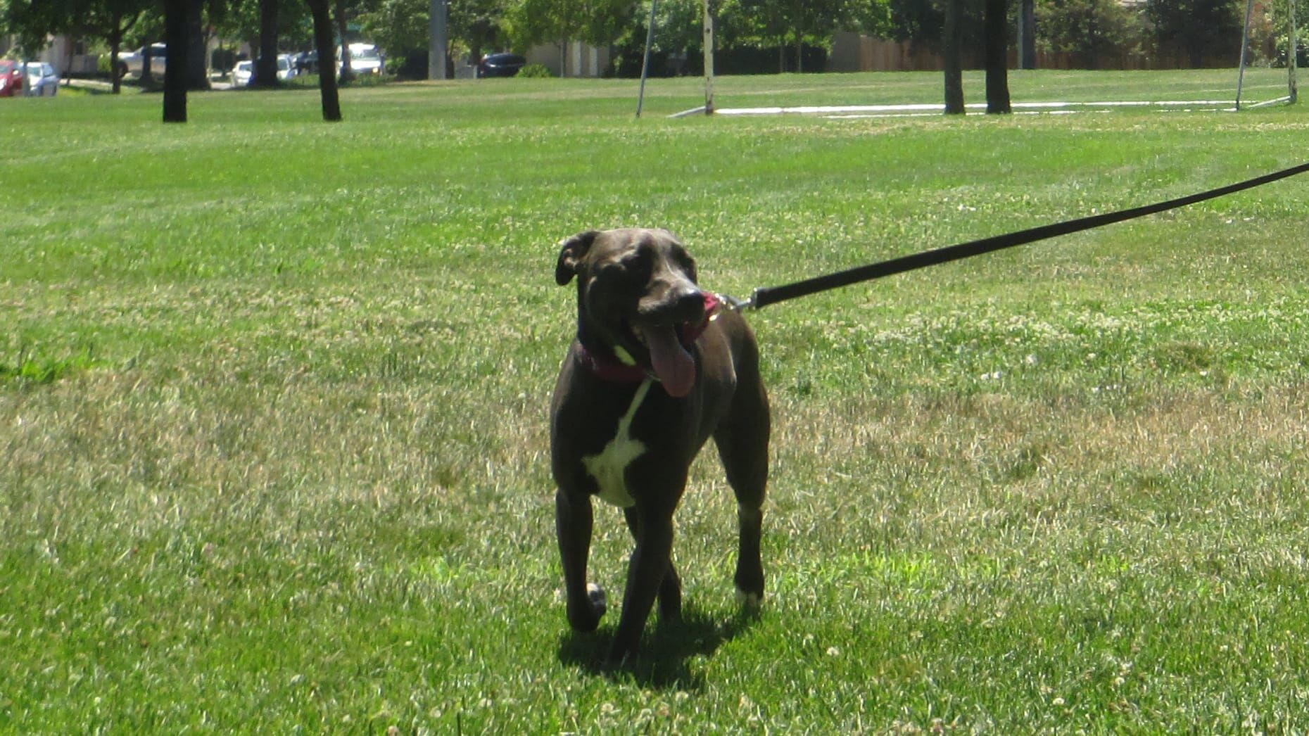 Pitbulls auf Bewährung