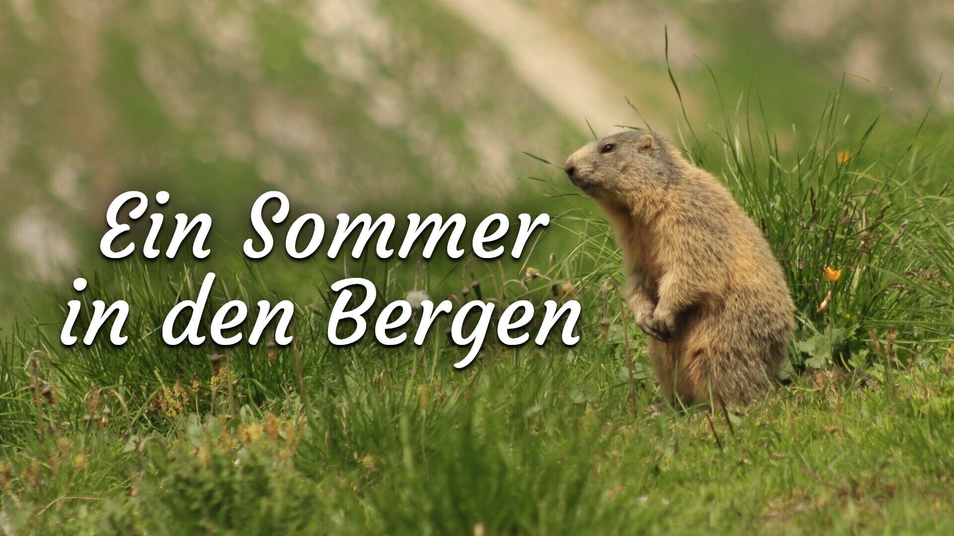 Ein Sommer in den Bergen