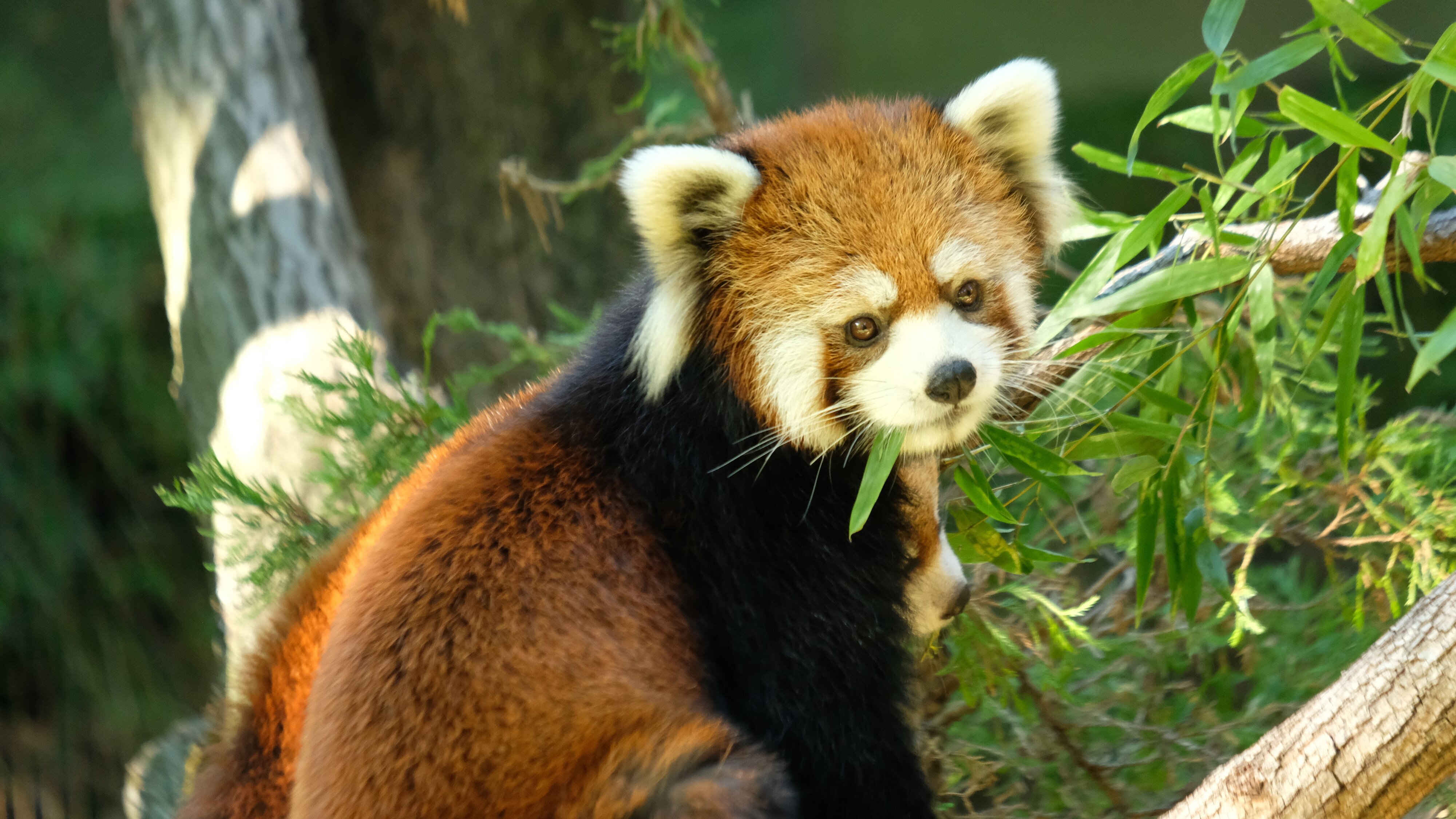 Bronx Zoo – Tierpark der Superlative