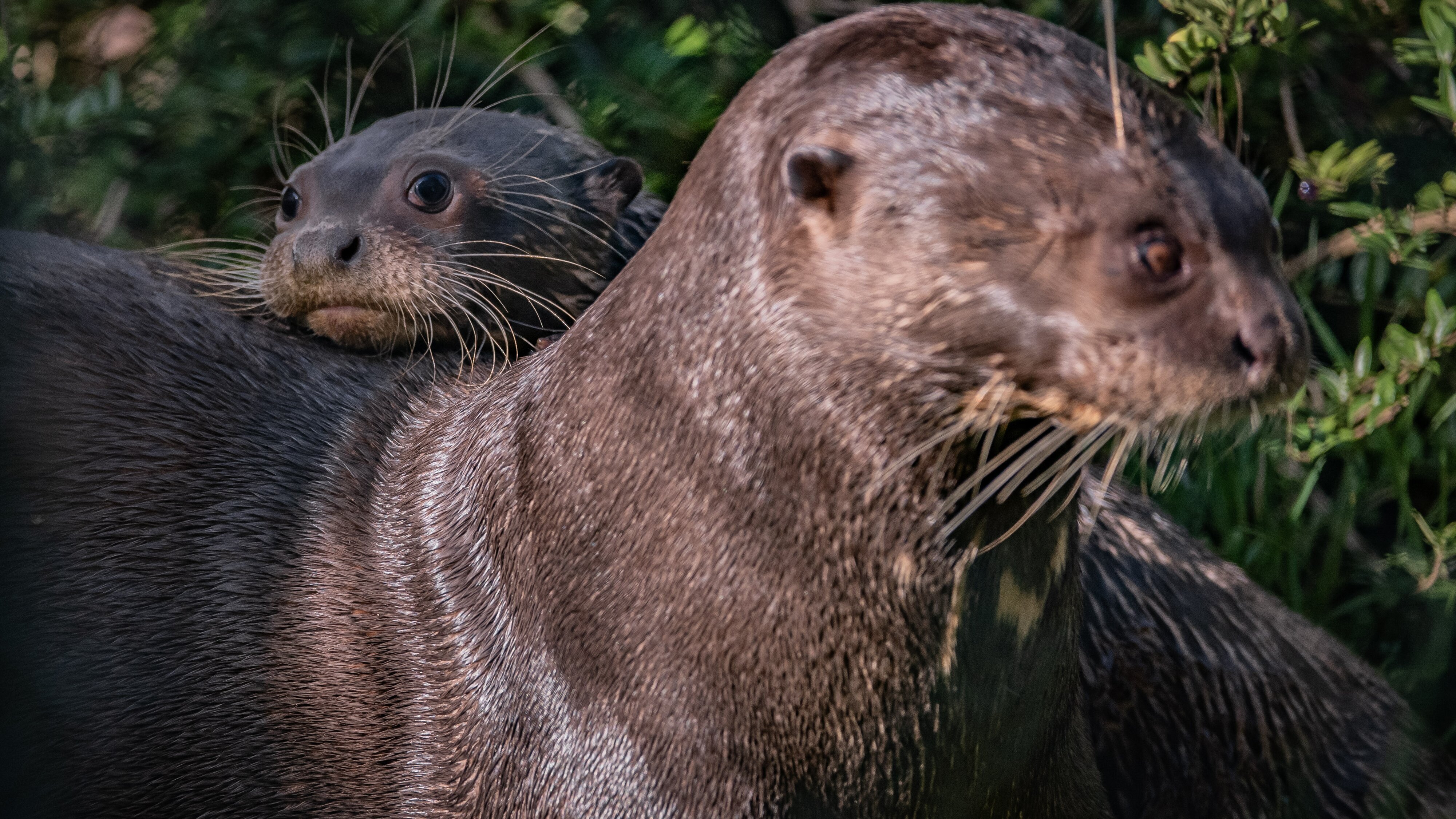 Zoo und so – Tierisch wild!