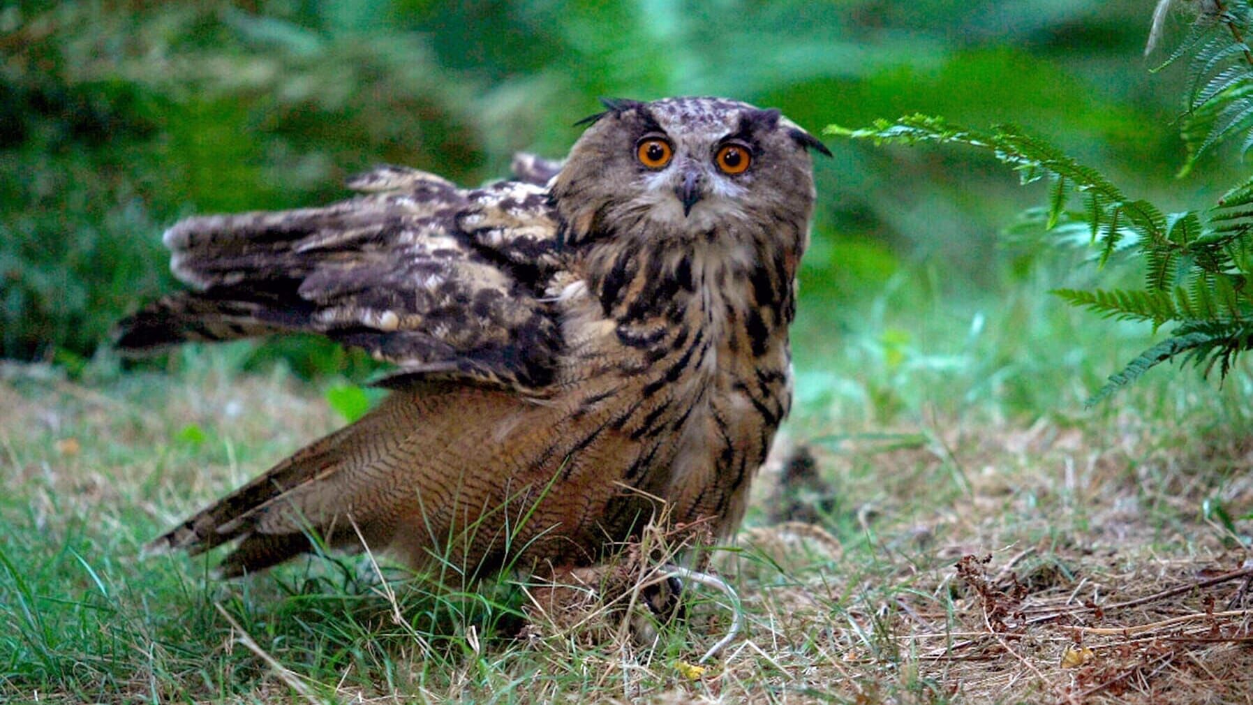 Wilde Nächte – Wenn die Tiere erwachen