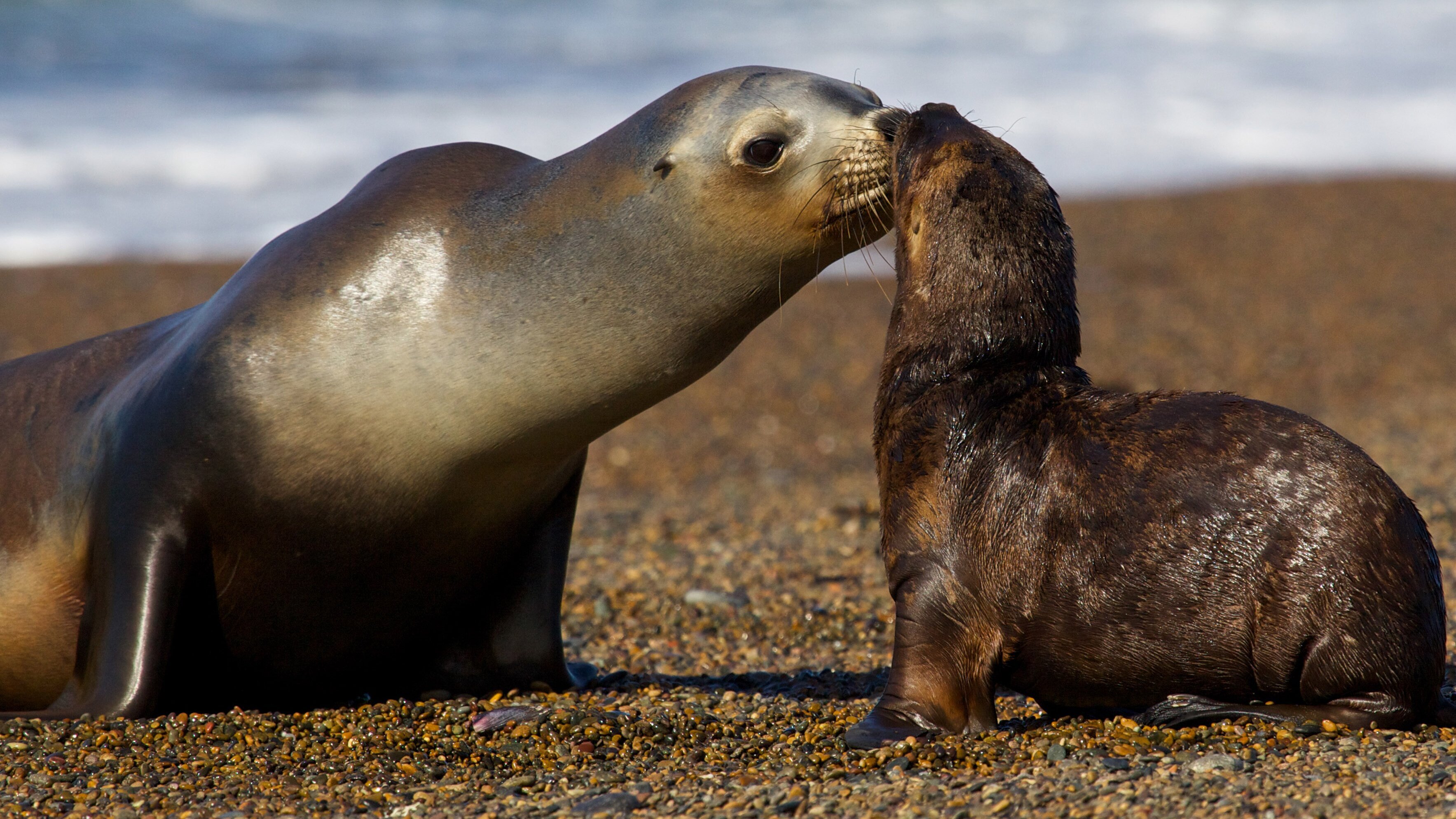 Wildes Patagonien