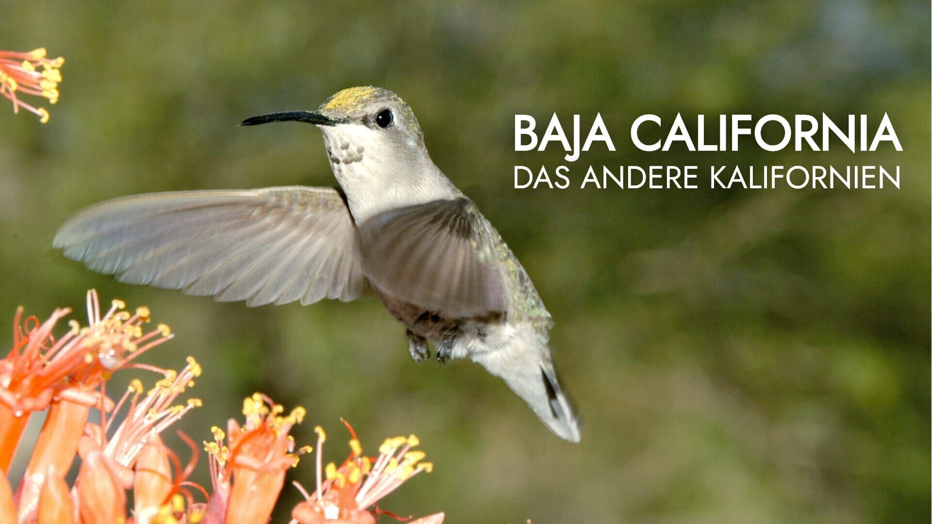 Baja California – Das andere Kalifornien