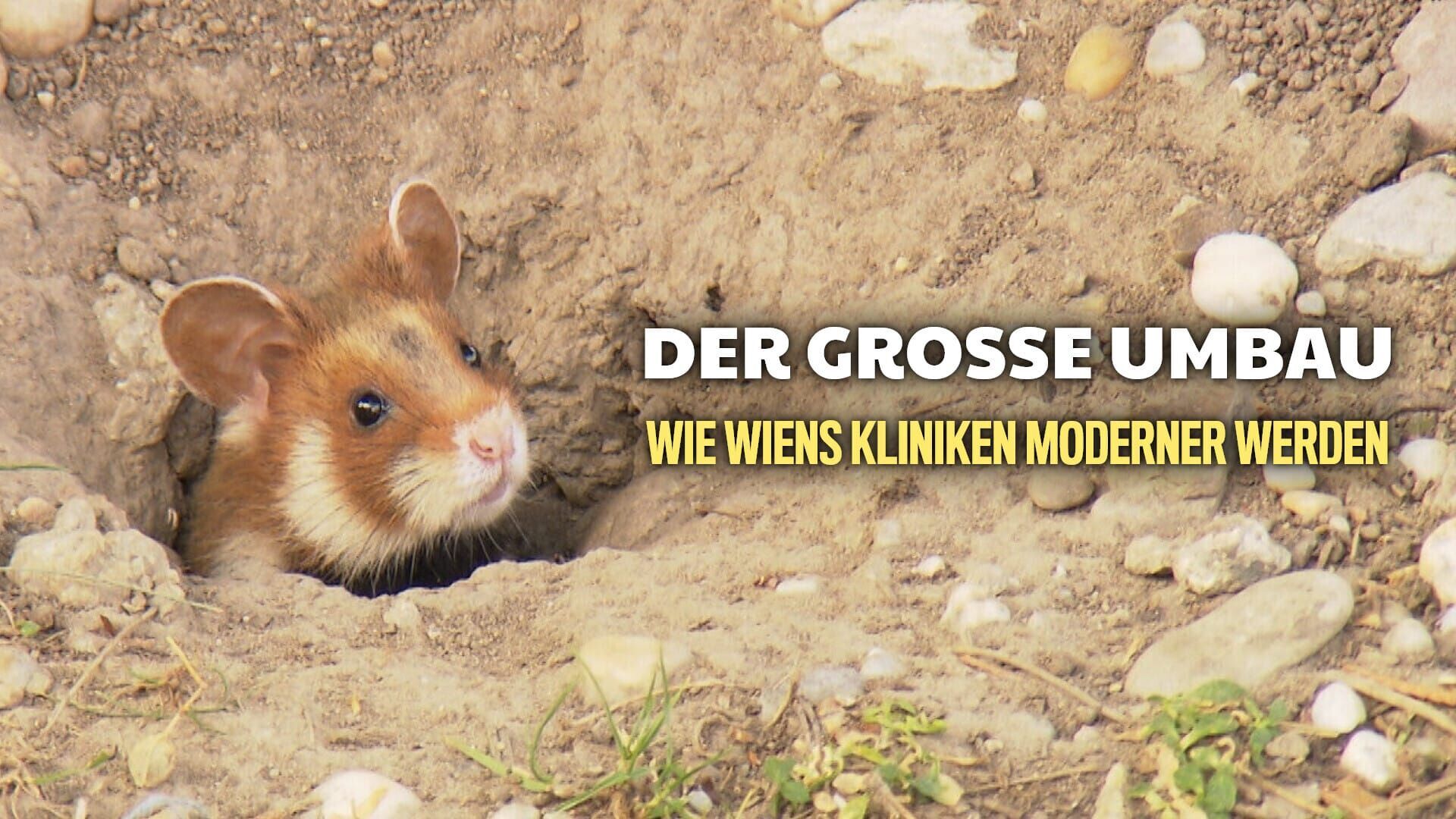 Der große Umbau – Wie Wiens Kliniken moderner werden