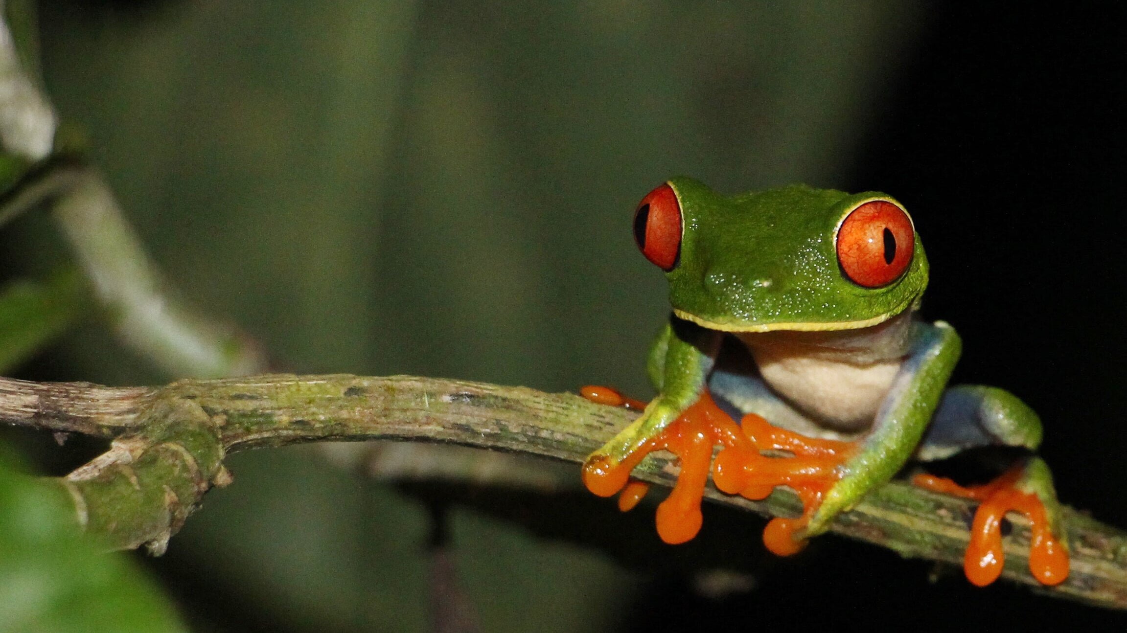 Metamorphosen – Die Wildnis kehrt zurück