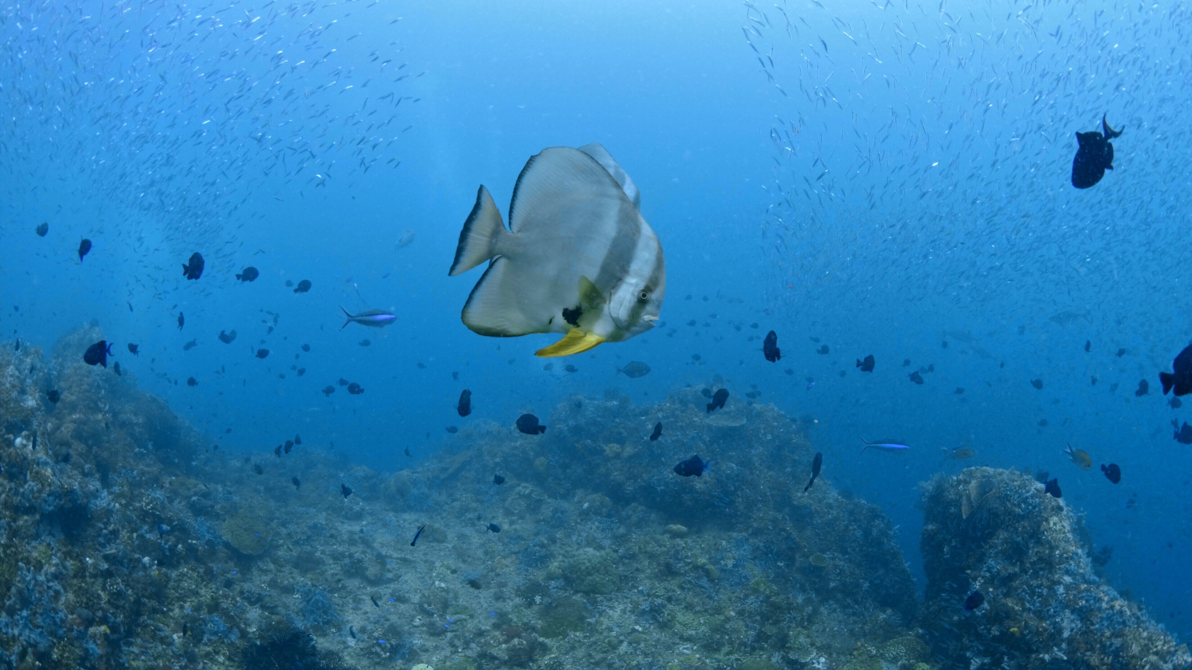 Into the Blue – Indonesiens Unterwasserparadiese