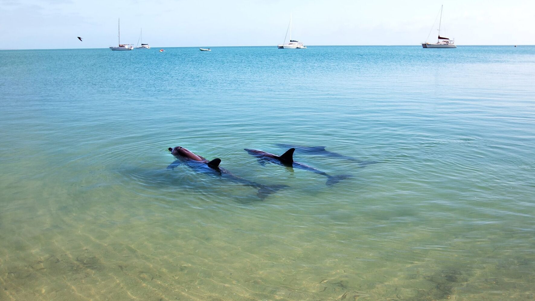 Die Delfine von Shark Bay