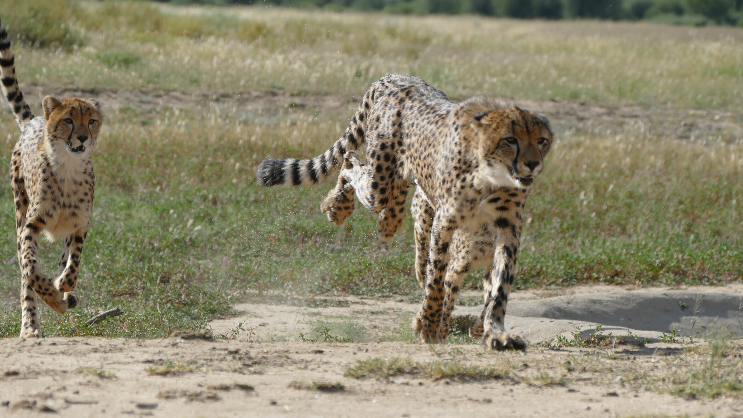 Anna und die wilden Tiere