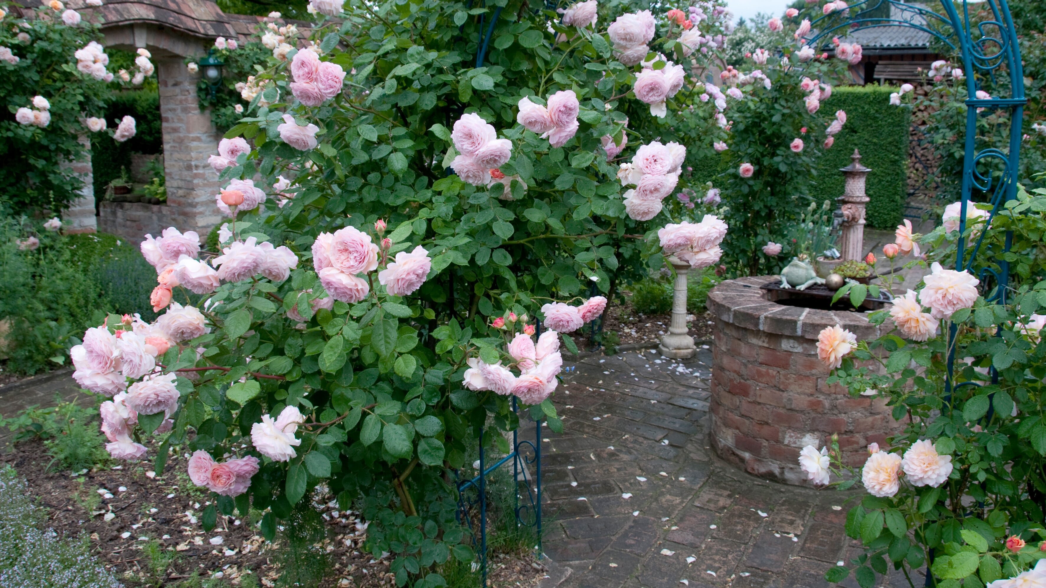 Rose – Königin der Blumen