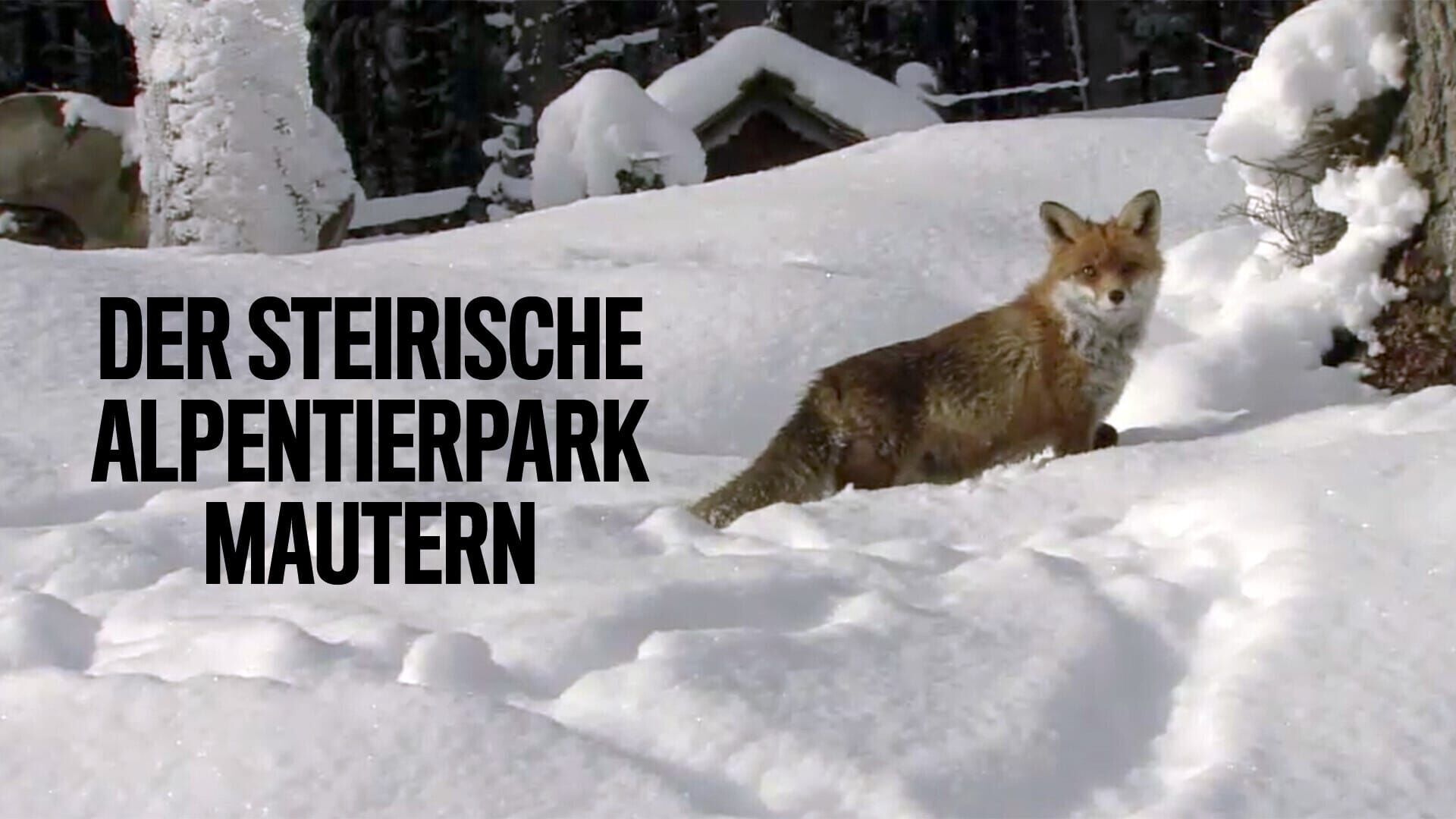 Der steirische Alpentierpark Mautern