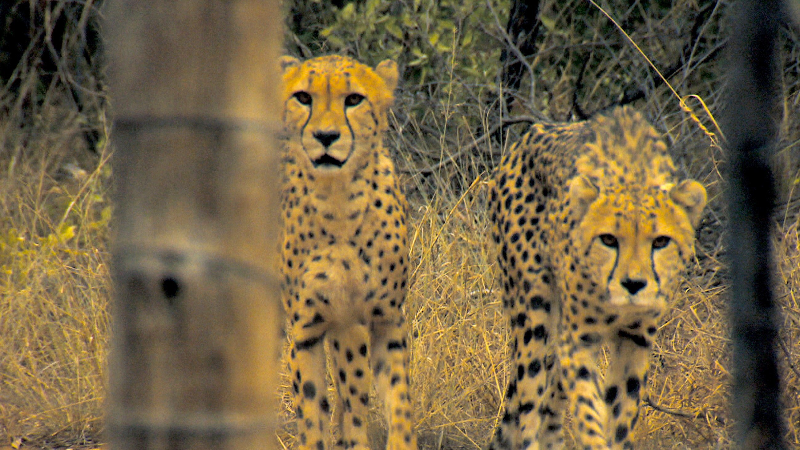 Das Waisenhaus für wilde Tiere – Abenteuer Afrika