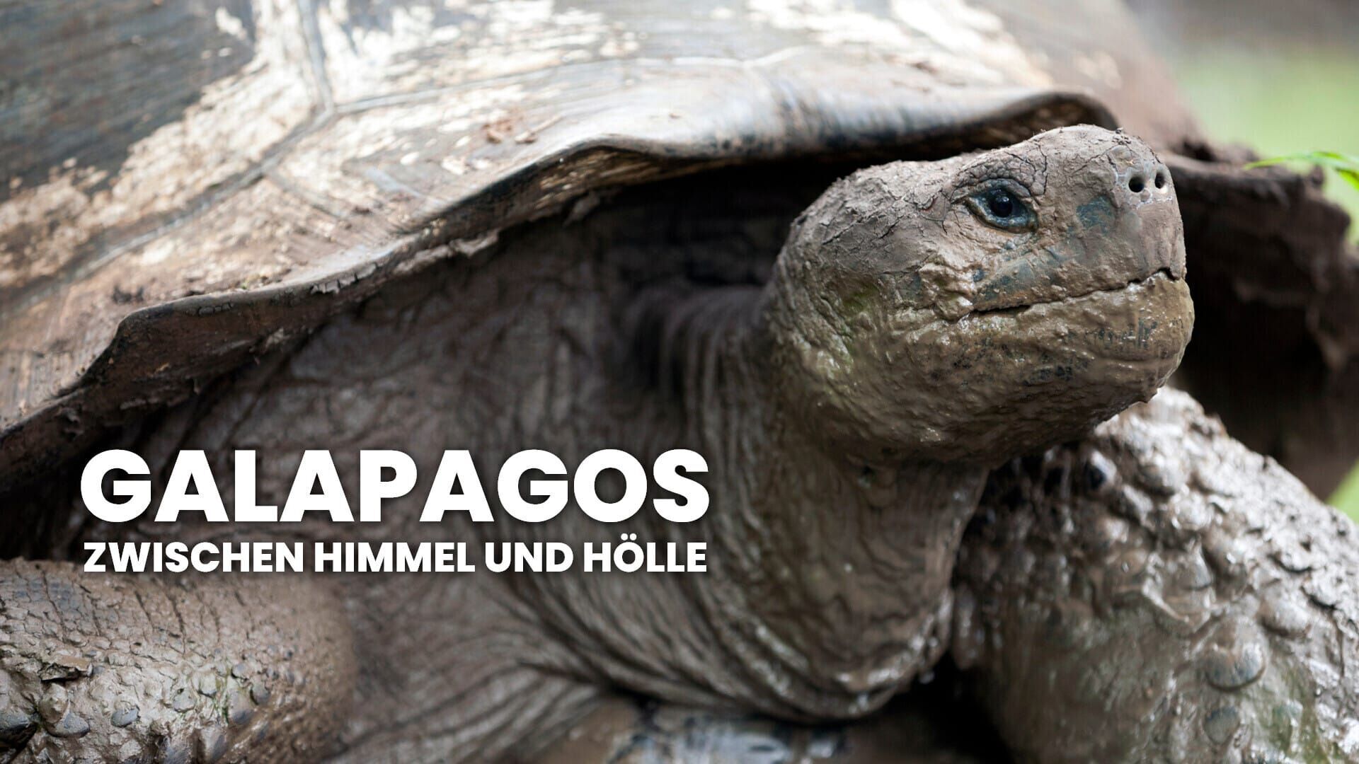 Galapagos