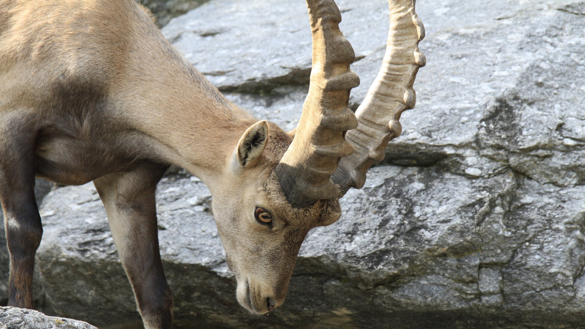 Anna und die wilden Tiere