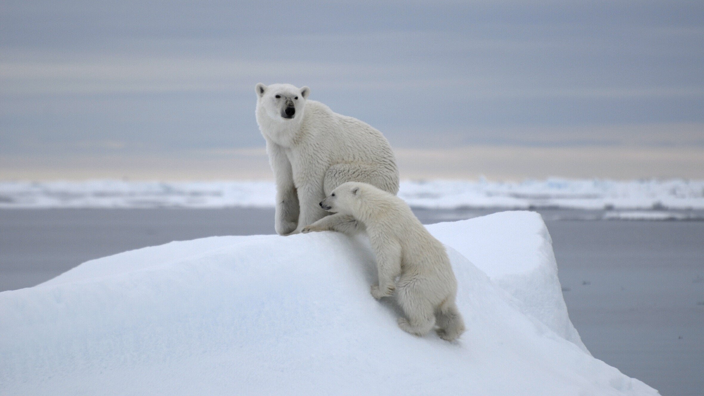 81° Nord – Auf den Spuren der Eisbären