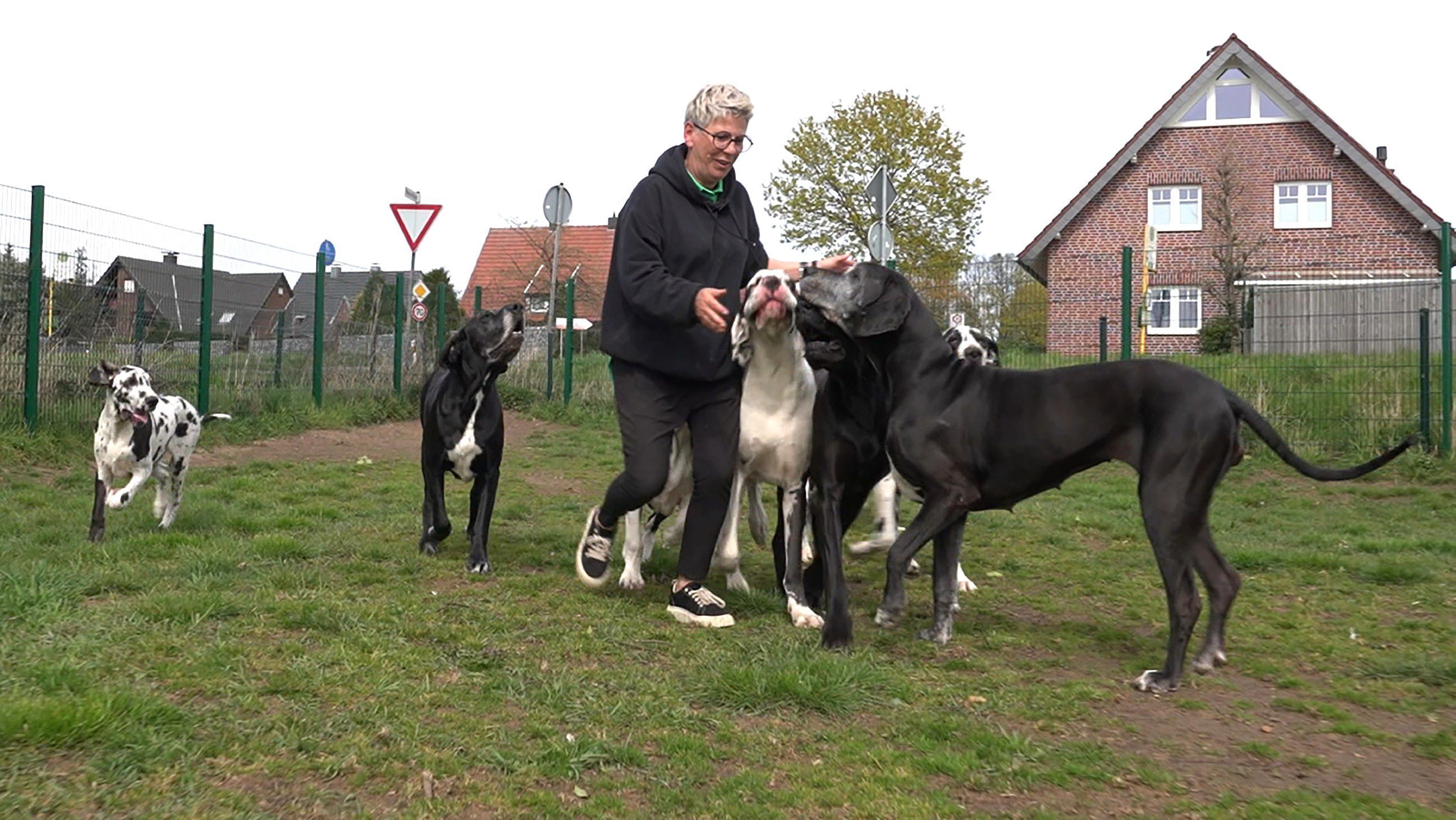 Die großen Hunde – Mit Martin Rütter